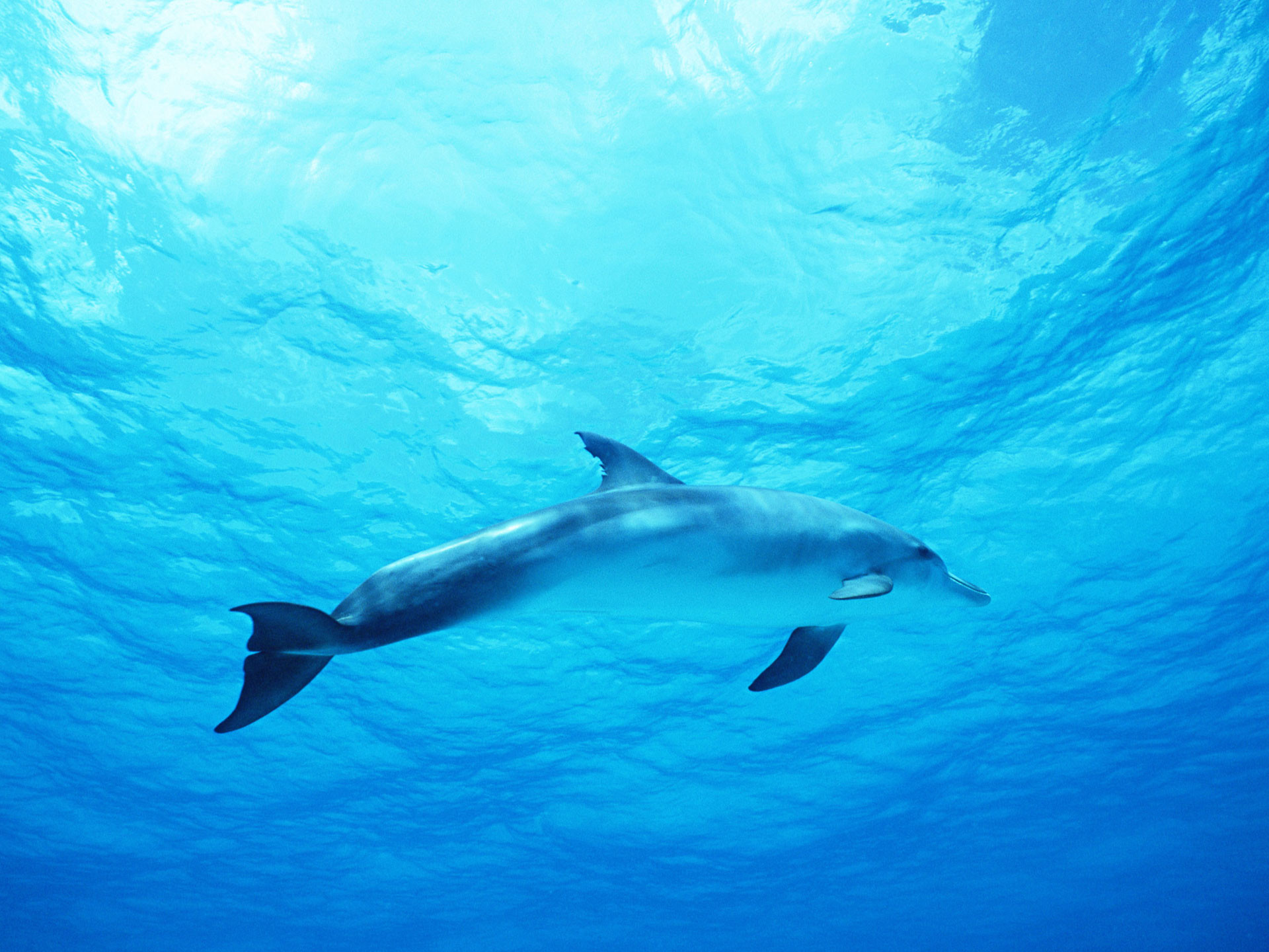 1920x1440 Dolphin in Deep Blue Sea