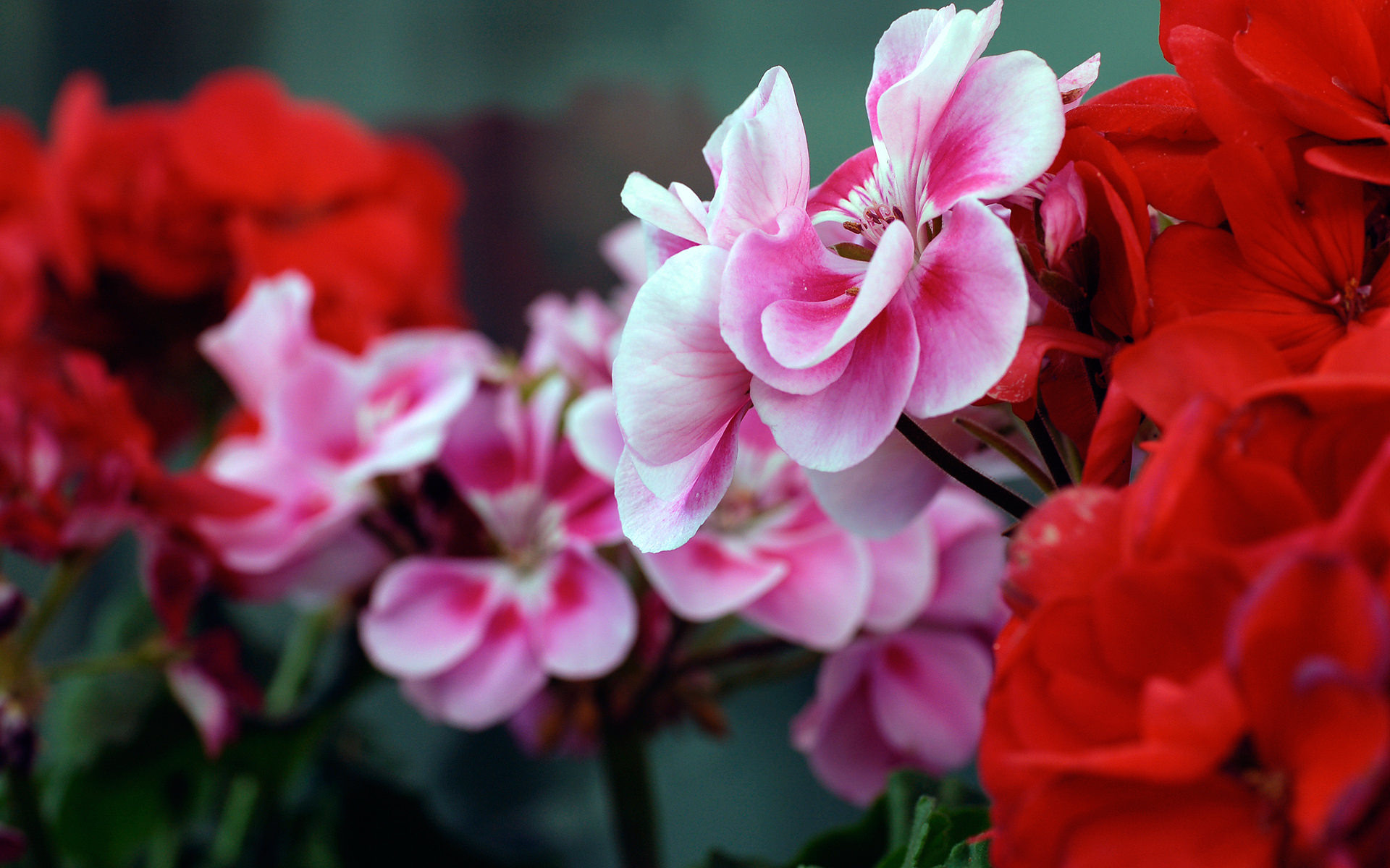 1920x1200 Free Pink & Red Flowers Background