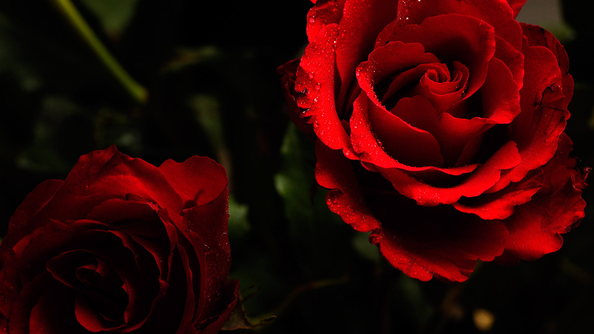 Roses With Black Background (50+ images)