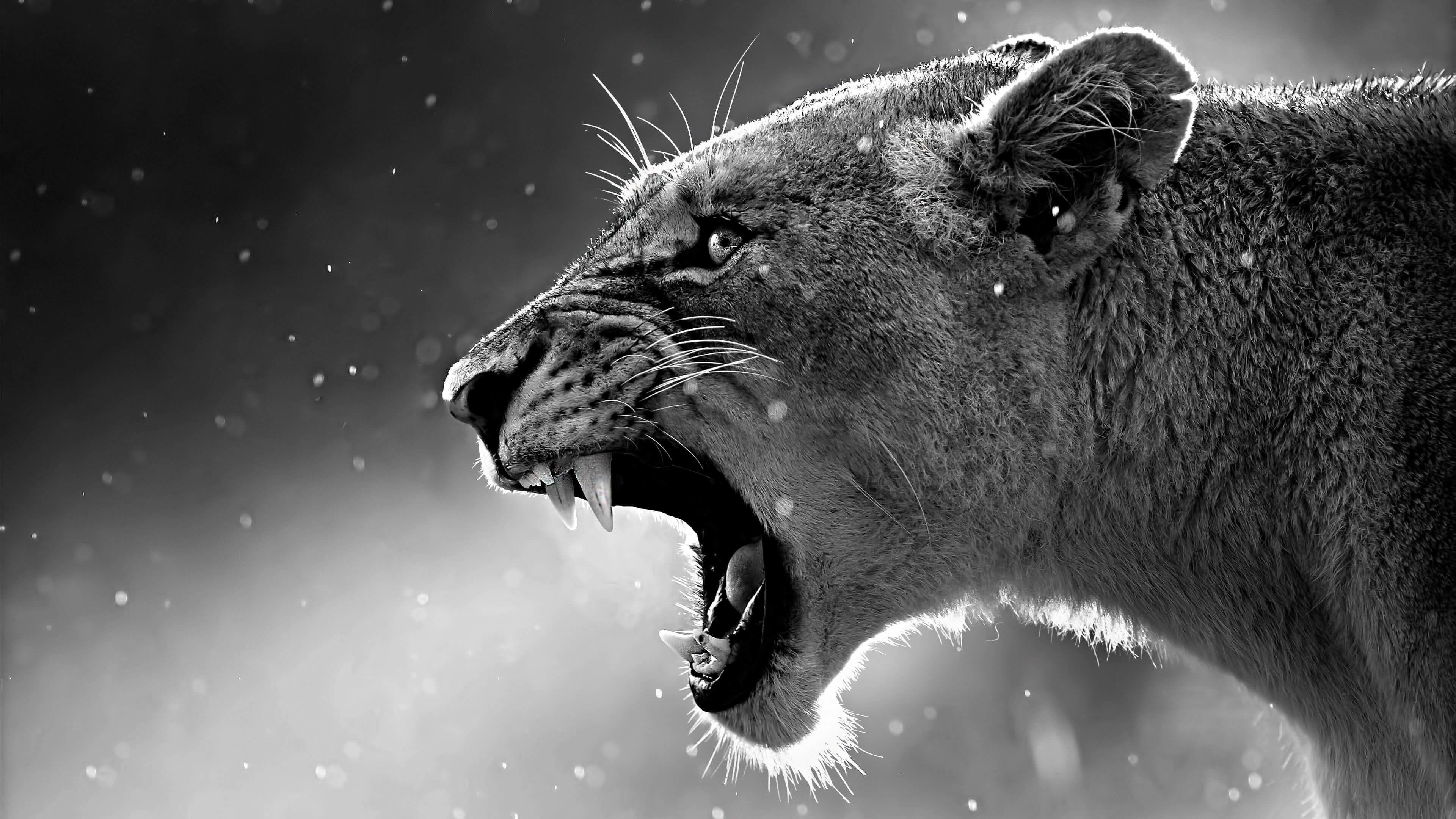 3840x2160 Lioness Howl Close-Up 4K Wallpaper