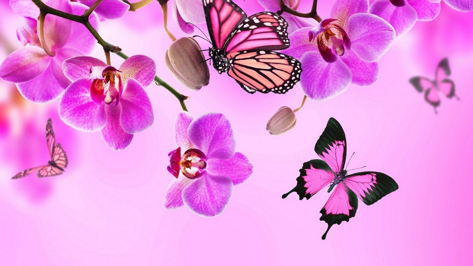 1920x1080 Pink Butterfly Wallpaper For Desktop is best high definition wallpaper  image 2018. You can use this wallpaper as background for your desktop  Computer ...