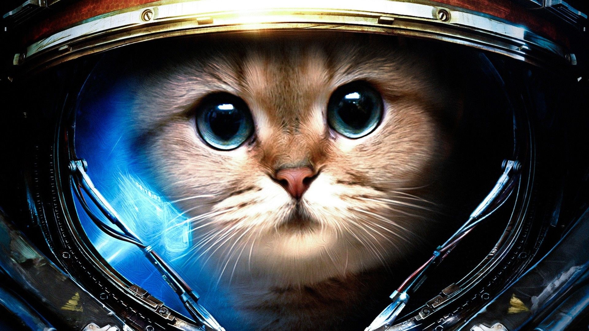 1920x1080 Space Cat! [] - Imgur