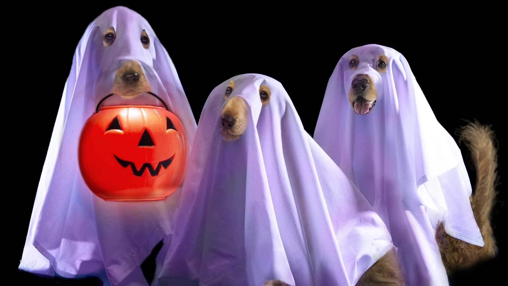 1920x1080 Funny Halloween Wallpapers – Festival Collections