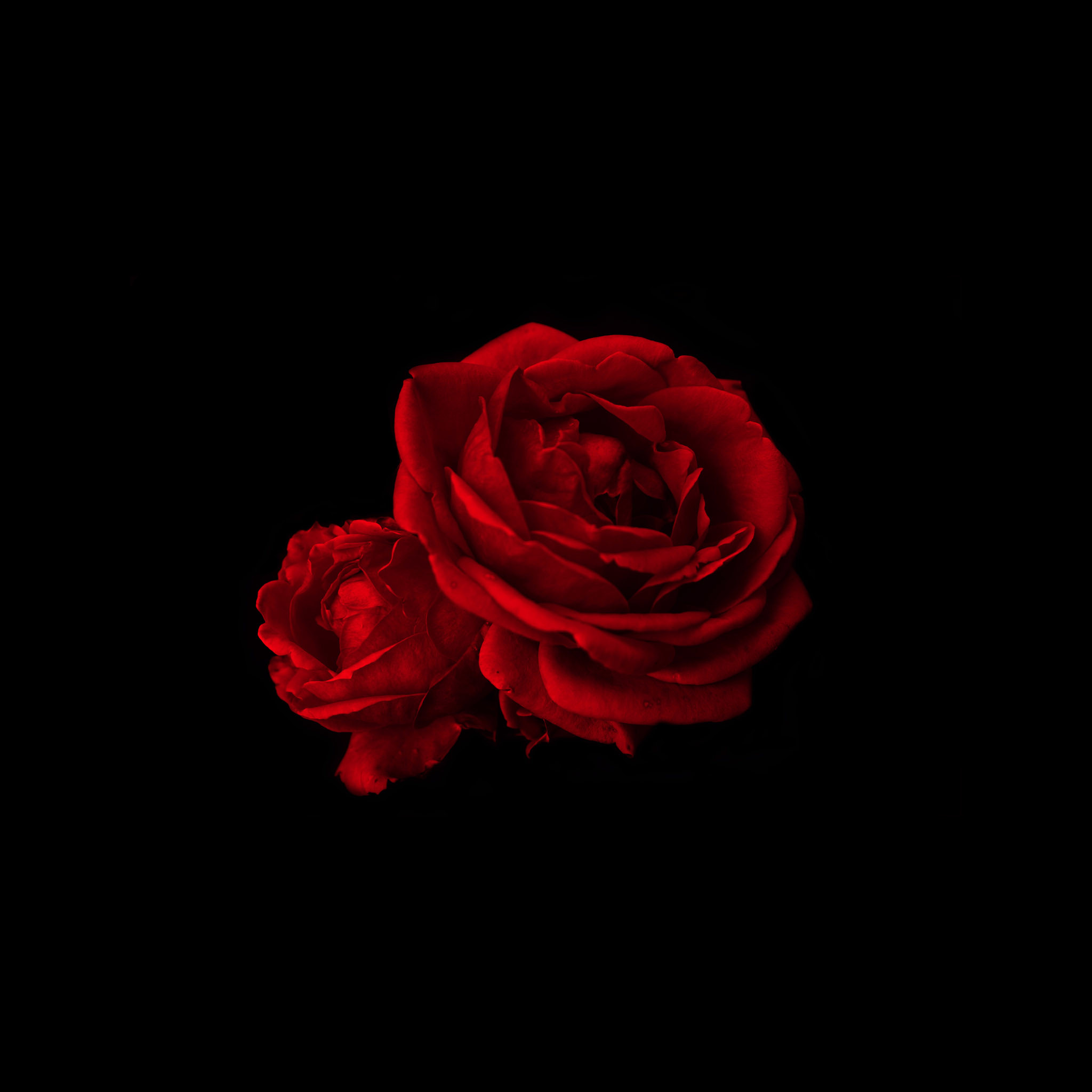 Download Black Aesthetic iPhone Red Rose Wallpaper  Wallpaperscom