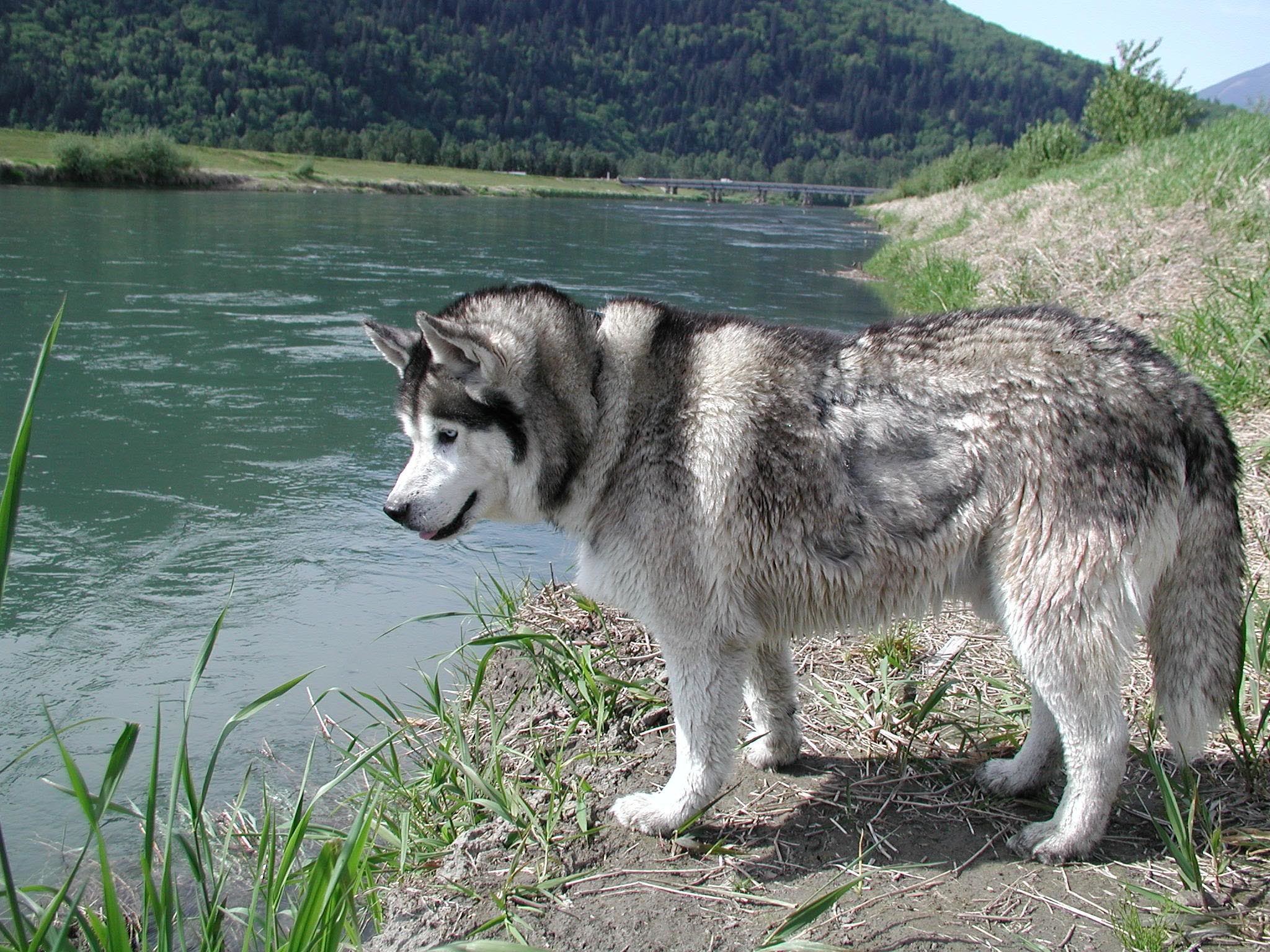 2048x1536 Die besten 17 Bilder zu Siberian husky auf Pinterest | Spielzeug, Welpen  und BlÃ¼ten
