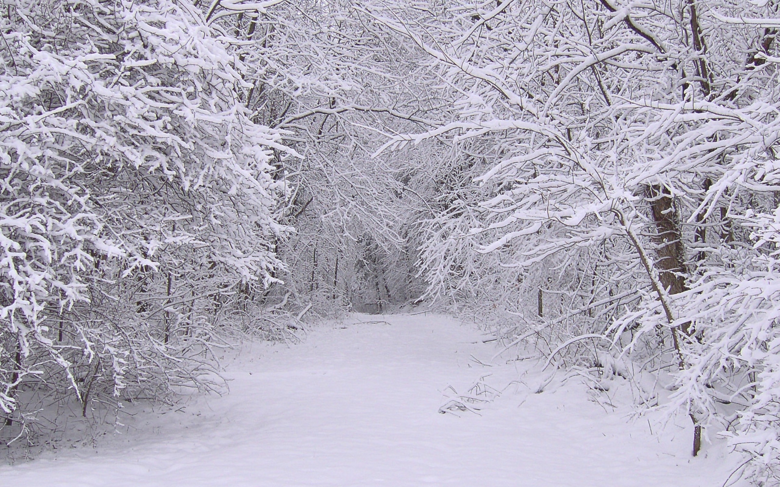 2560x1600  Wallpaper snow, winter, trees, wood