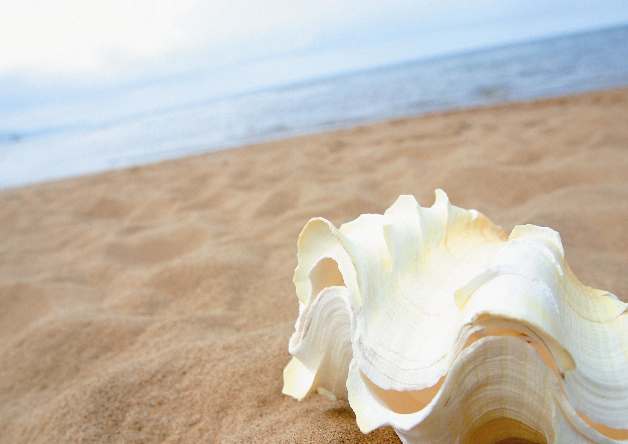 2175x1538 Seashells Beach HD Wallpaper Download awesome, Nice and High .