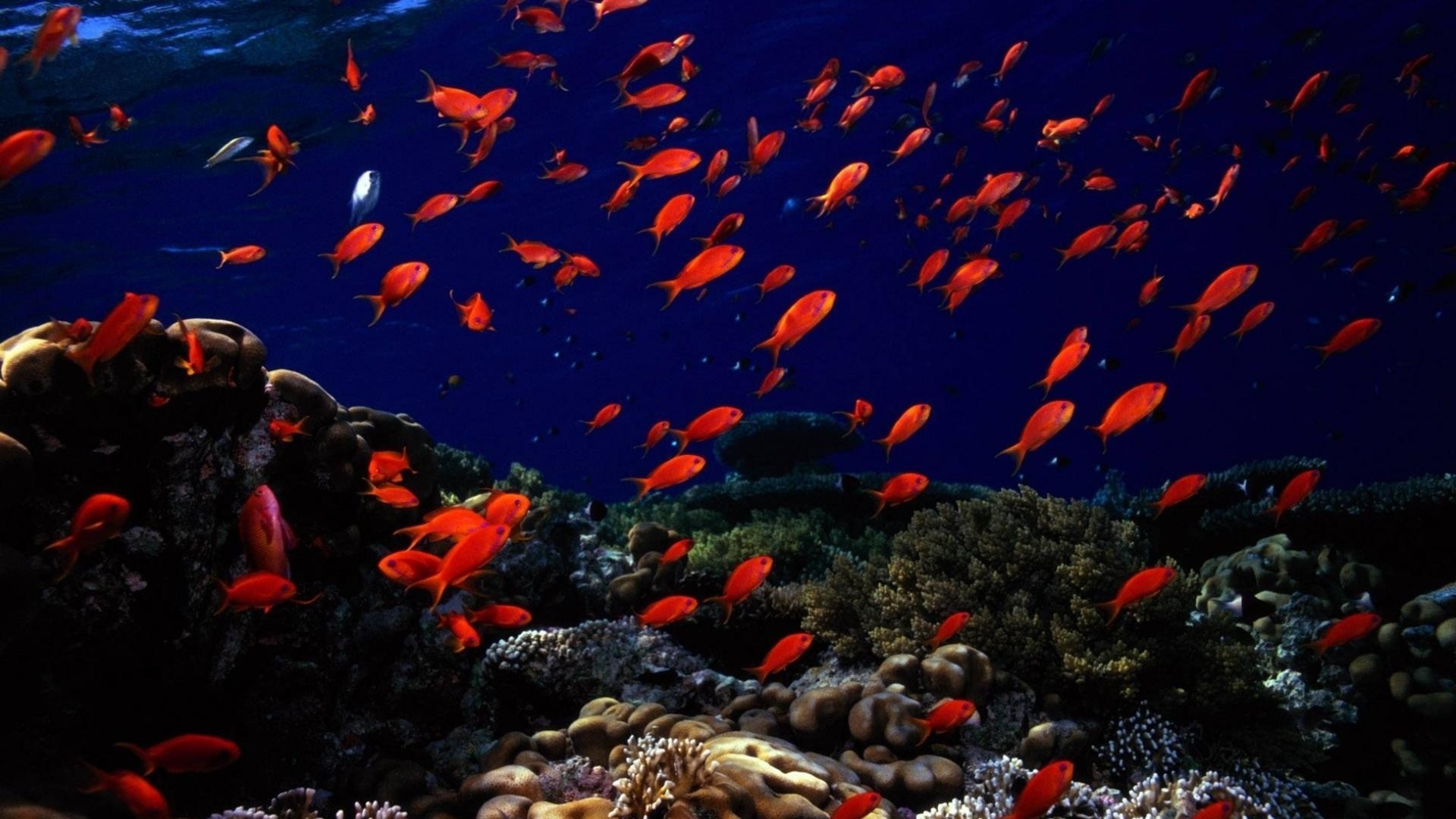 3840x2160 ... Download Wallpaper  Underwater, Fish, Sea bottom 4K Ultra