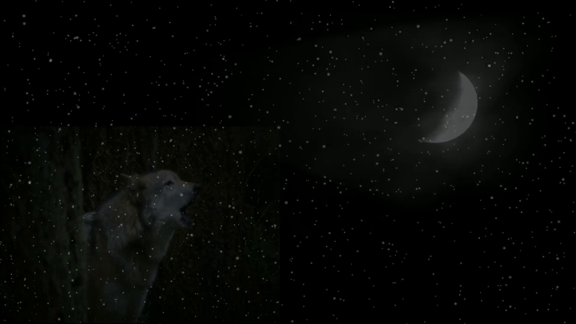 1920x1080 Gray Wolf howling at moon in the snowfall Stock Video Footage - VideoBlocks