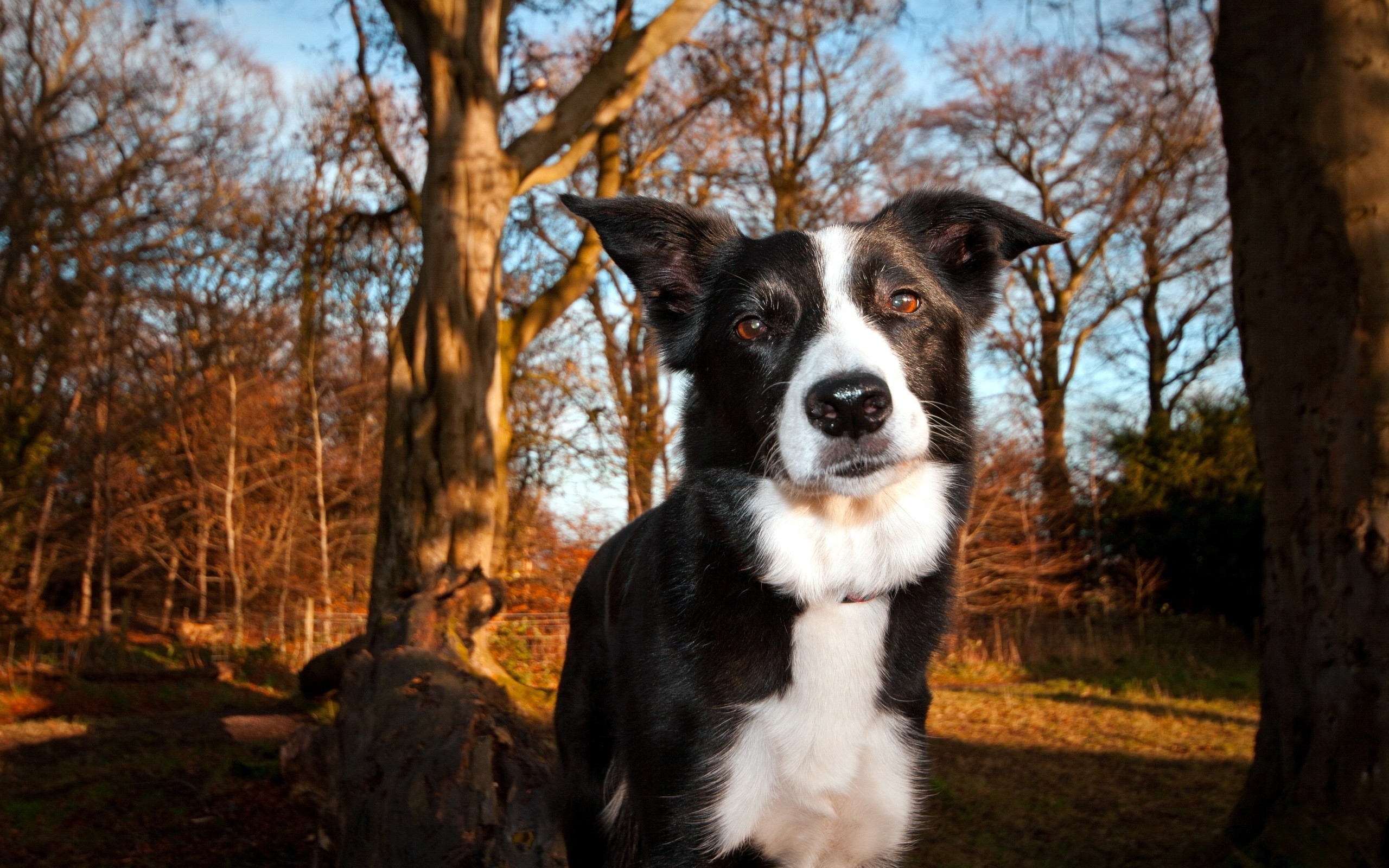 2560x1600 Border Collie Wallpapers HD Download