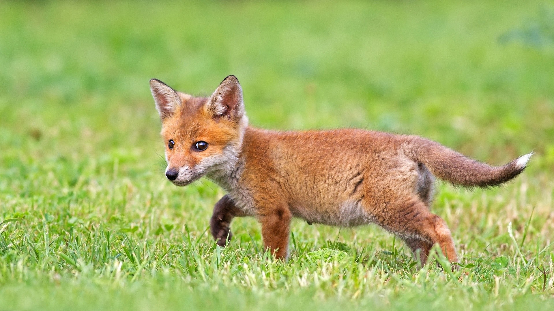 1920x1080 Cute fox cub hd