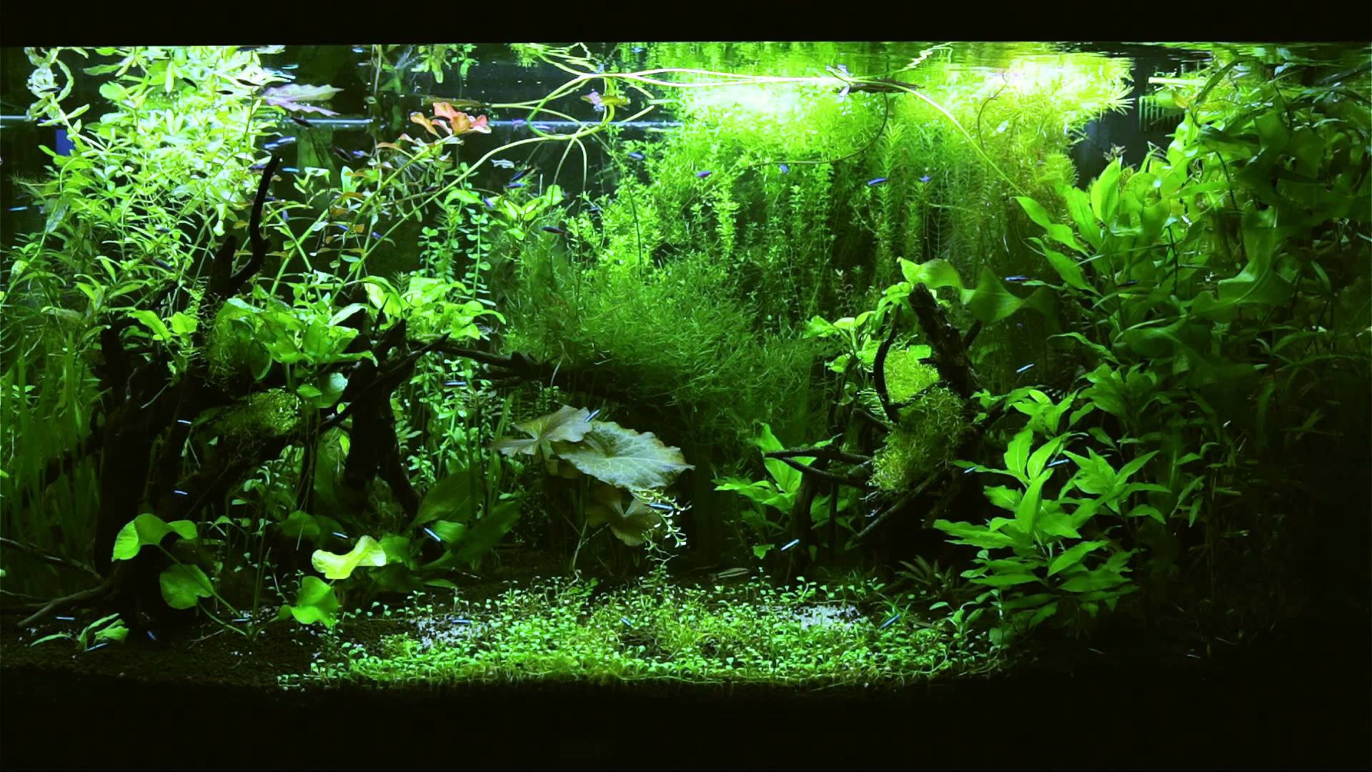 1920x1080 HD TV Aquarium Tetra Jungle 1080p 