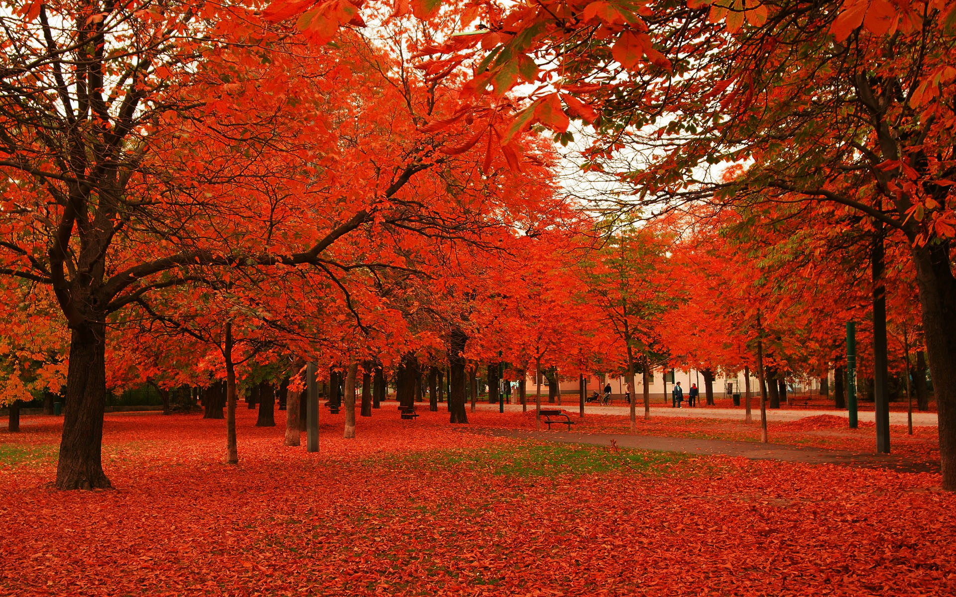 1920x1200 Red Autumn Trees