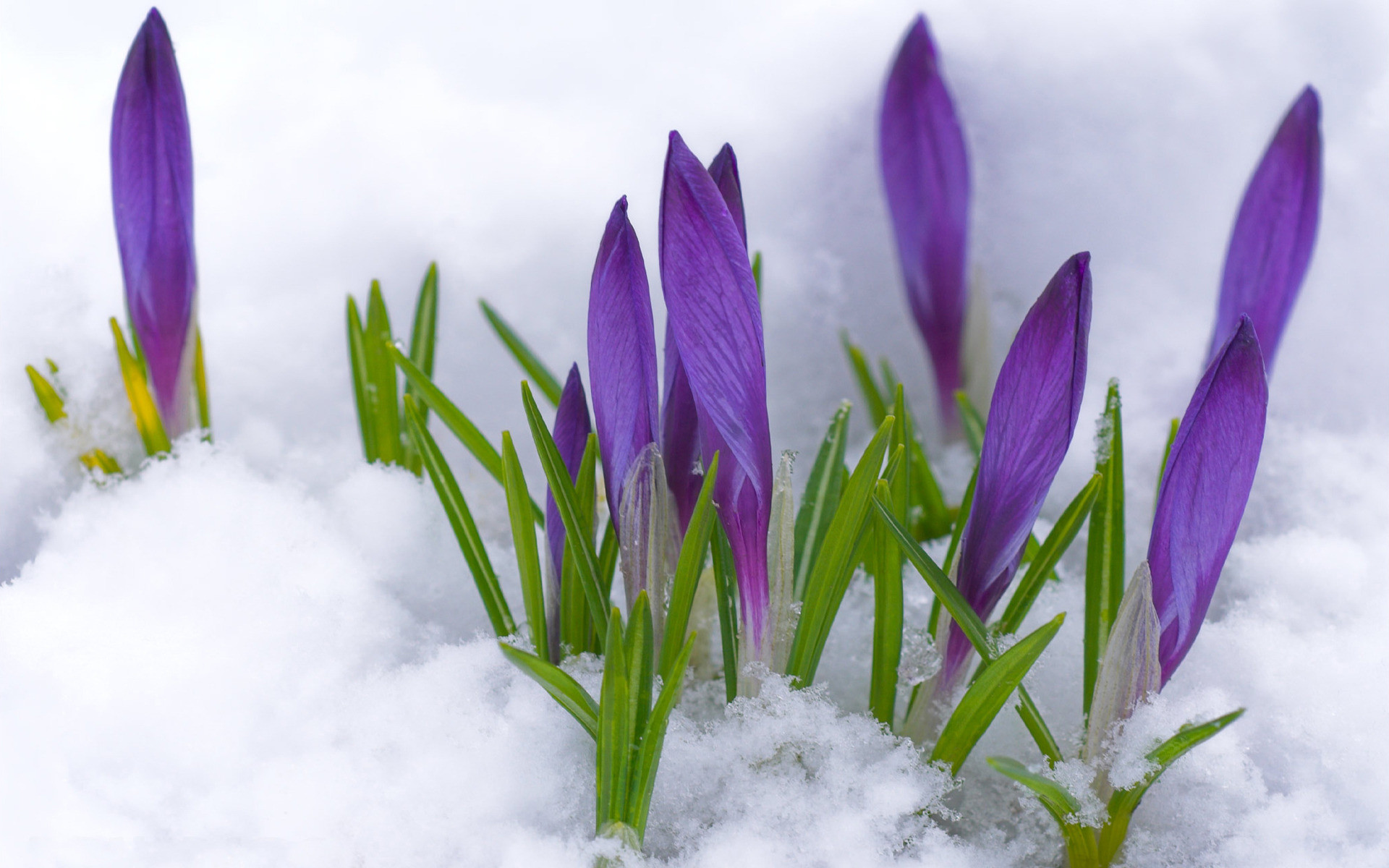 1920x1200 Wallpaper-crocus-flower-buds-violet-primrose-snow-spring-