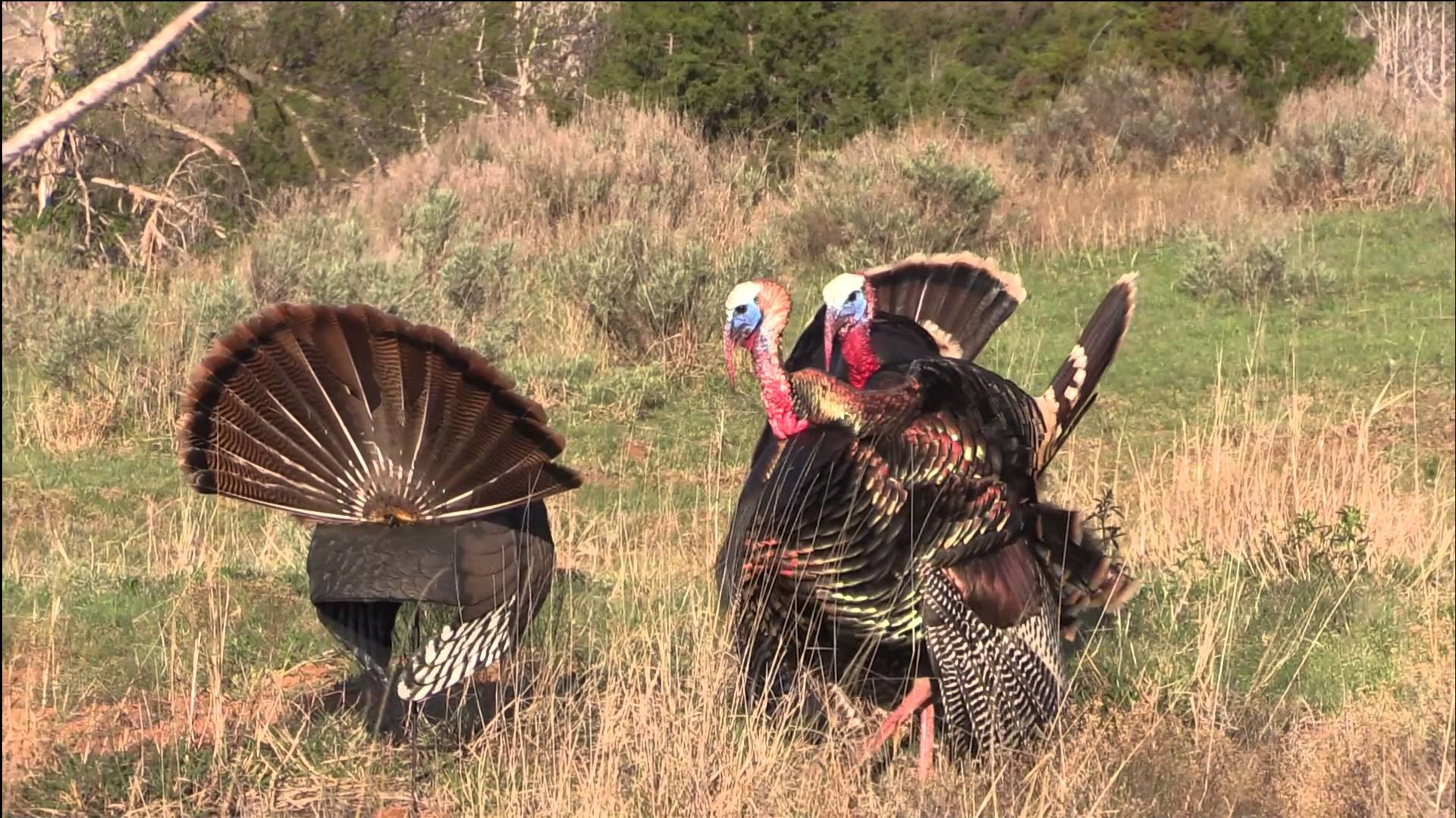 1920x1080 2015 Oklahoma Turkey Hunting Trip