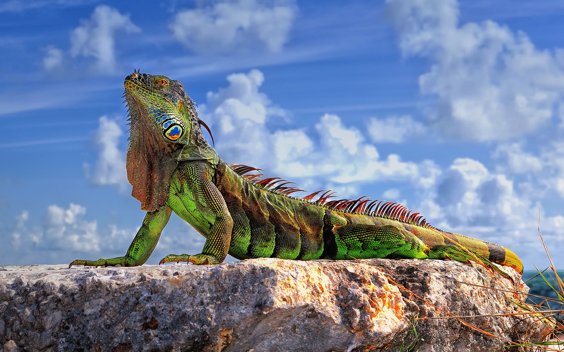 1920x1200 lizards images Iguana HD wallpaper and background photos