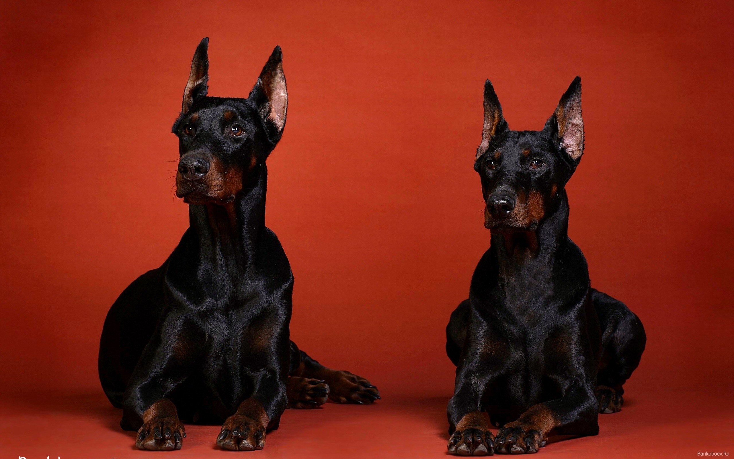2560x1600 Doberman Dogs HD Wallpapers