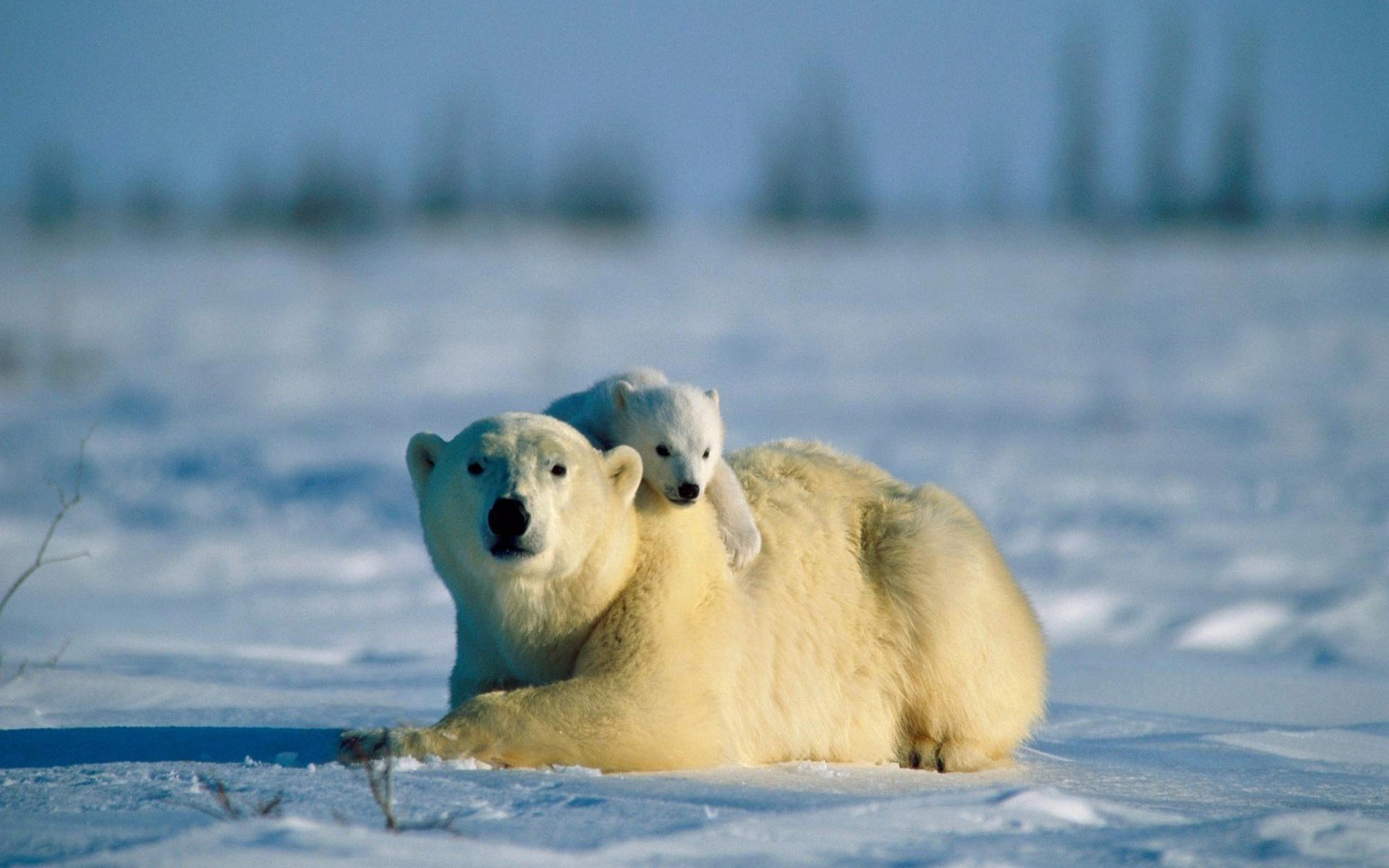 1920x1200 polar Bears, Animals, Baby Animals, Snow Wallpapers HD / Desktop and Mobile  Backgrounds