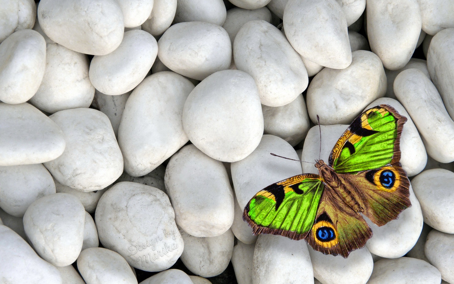 1920x1200 Green Brown Butterfly wallpapers and stock photos