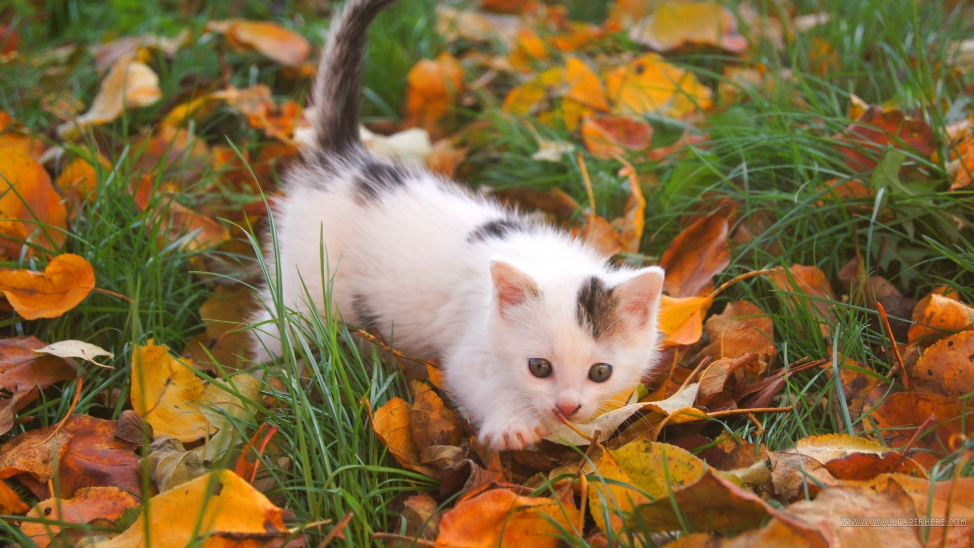 1920x1080 Preview wallpaper kitten, baby, spotted, leaves, autumn 