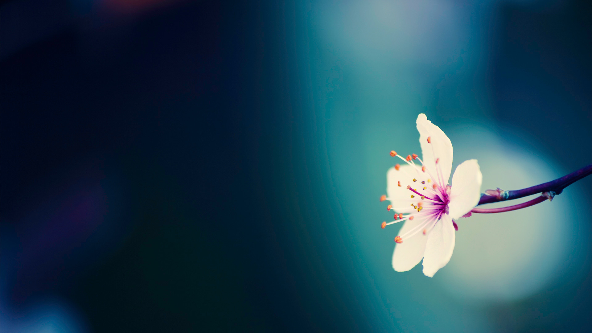 1920x1080 Spring flowers background