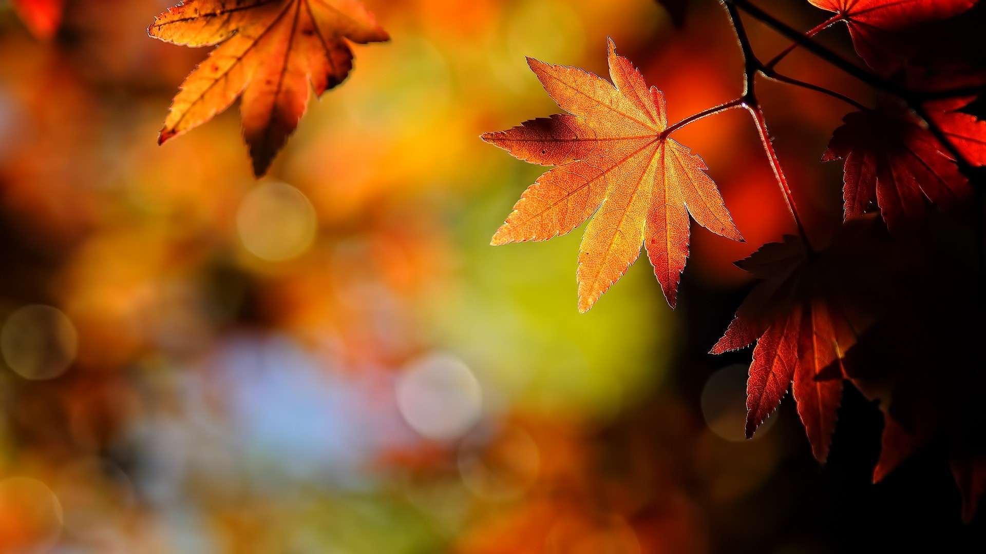 1920x1080 Wallpapers For Fall Leaves Desktop Background Hd
