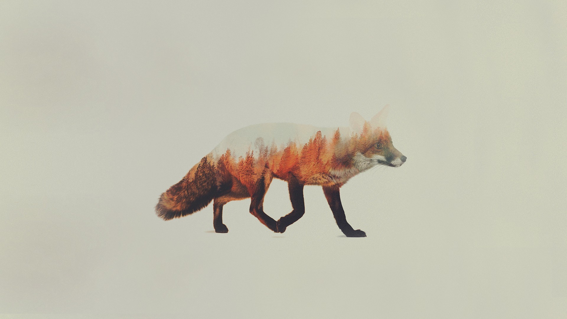 1920x1080 Double Exposure, Andreas Lie, Animals, Fox Wallpapers HD / Desktop and  Mobile Backgrounds
