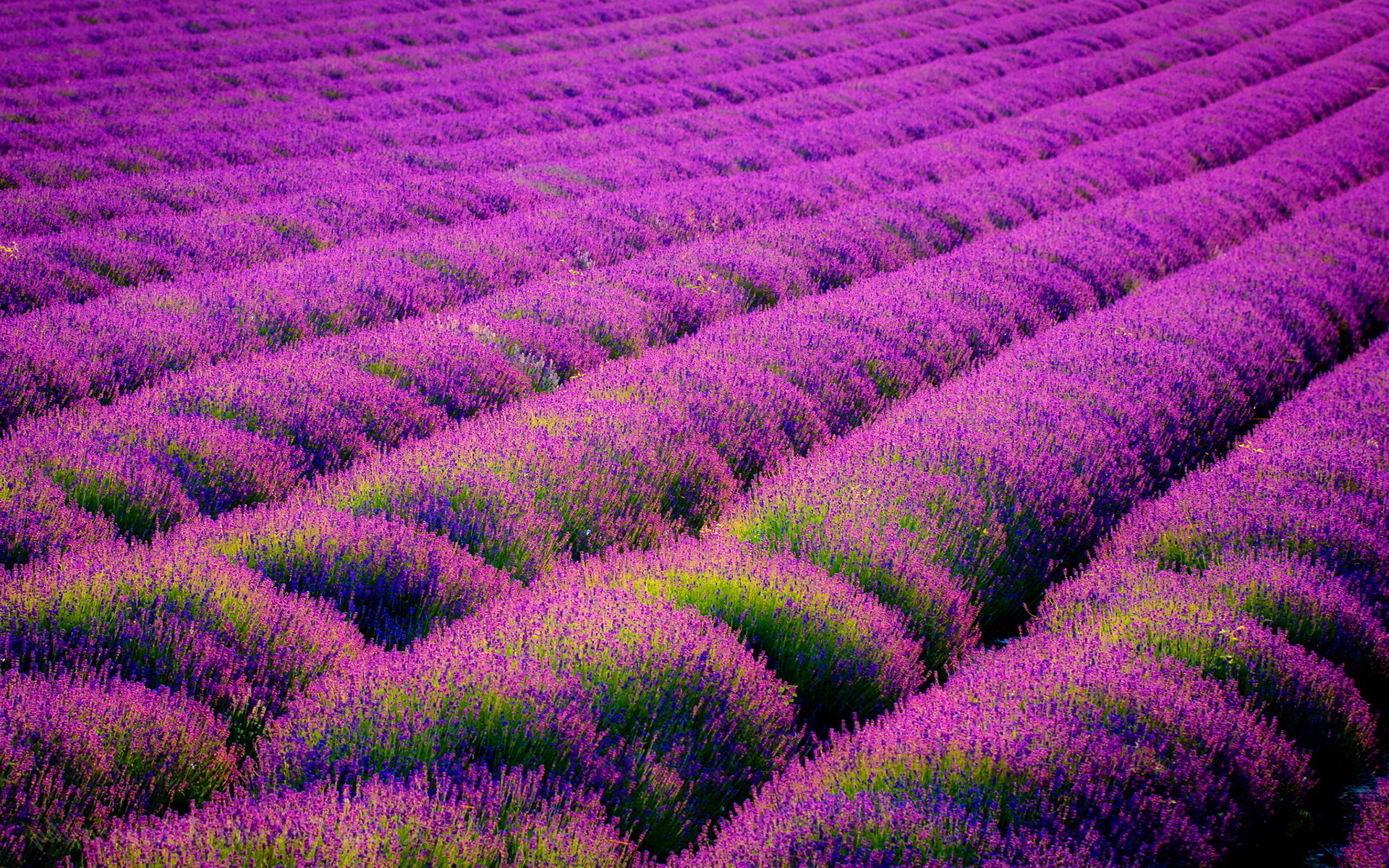 1920x1200 lavender flowers. Â«Â«