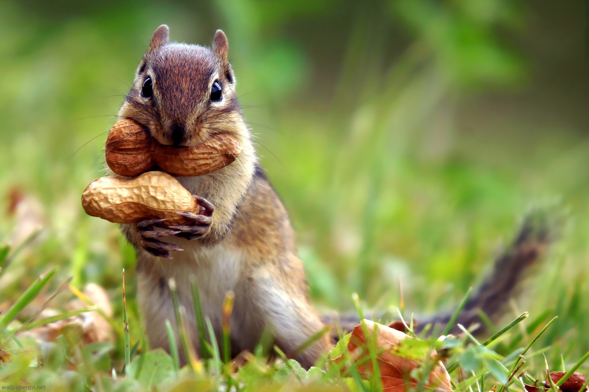 1920x1280 ... squirrel-nut-cute-animal-nature-grass-