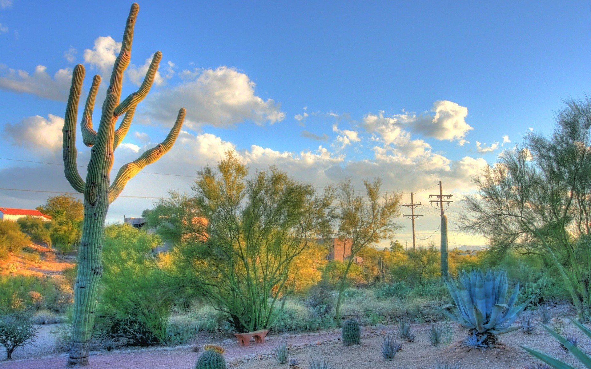 1920x1200 Desert Arizona Wallpaper  Desert, Arizona, Cactus, Tucson