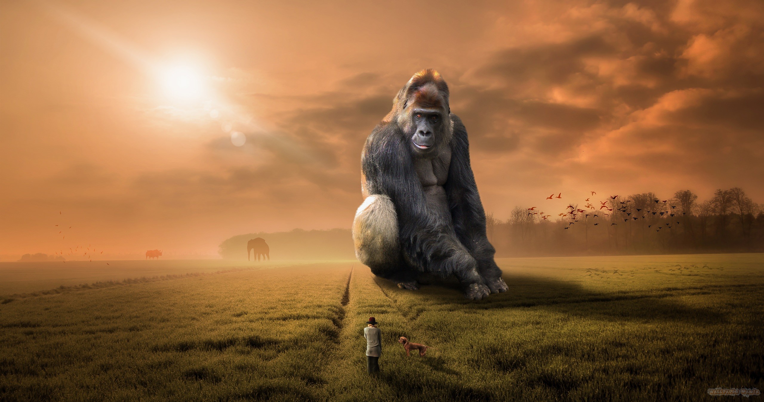 2560x1347 gorilla landscape woman sunset dawn dream monkey Wallpaper