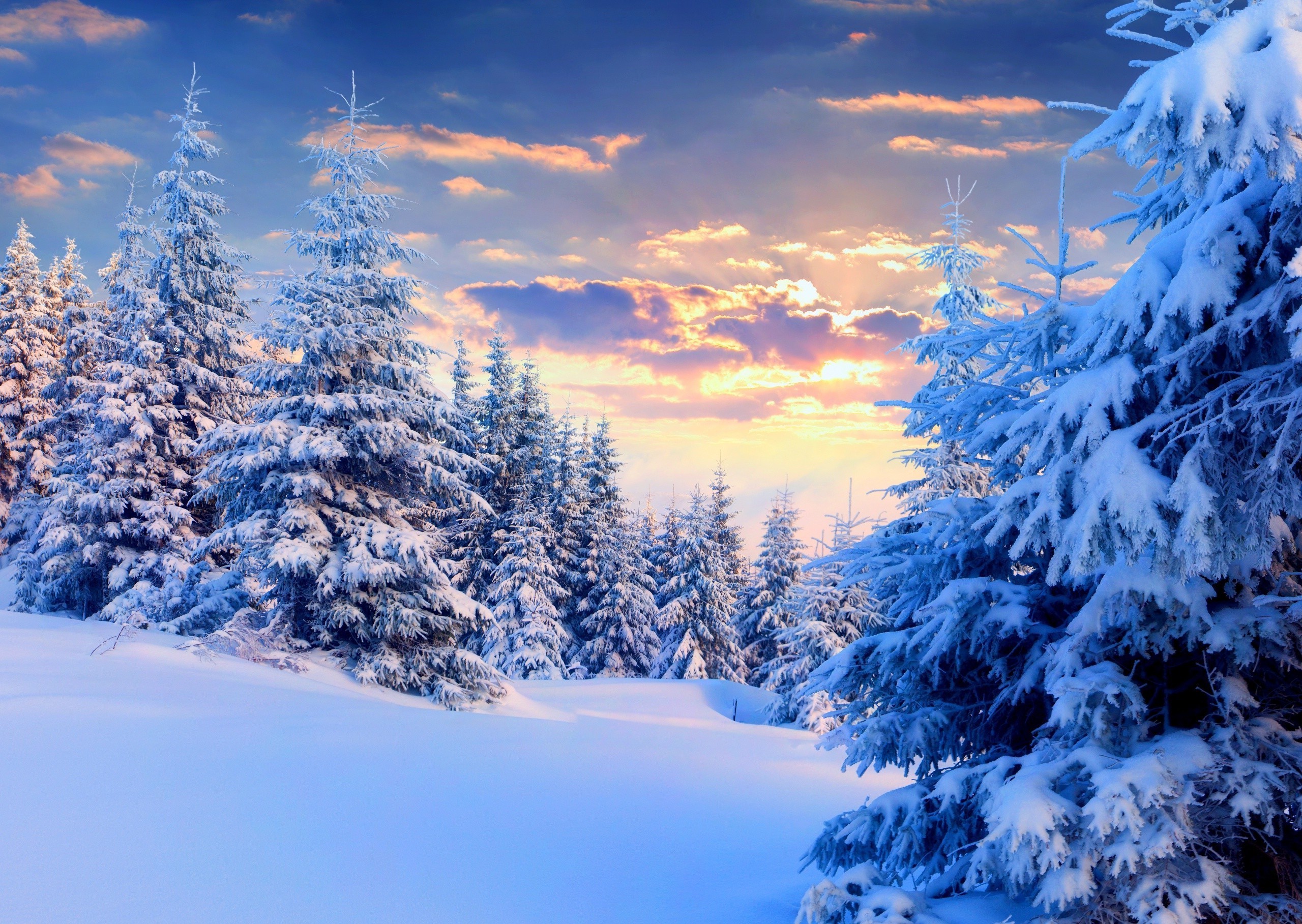 2560x1817 Wallpaper snow sunset winter trees forest tracks desktop