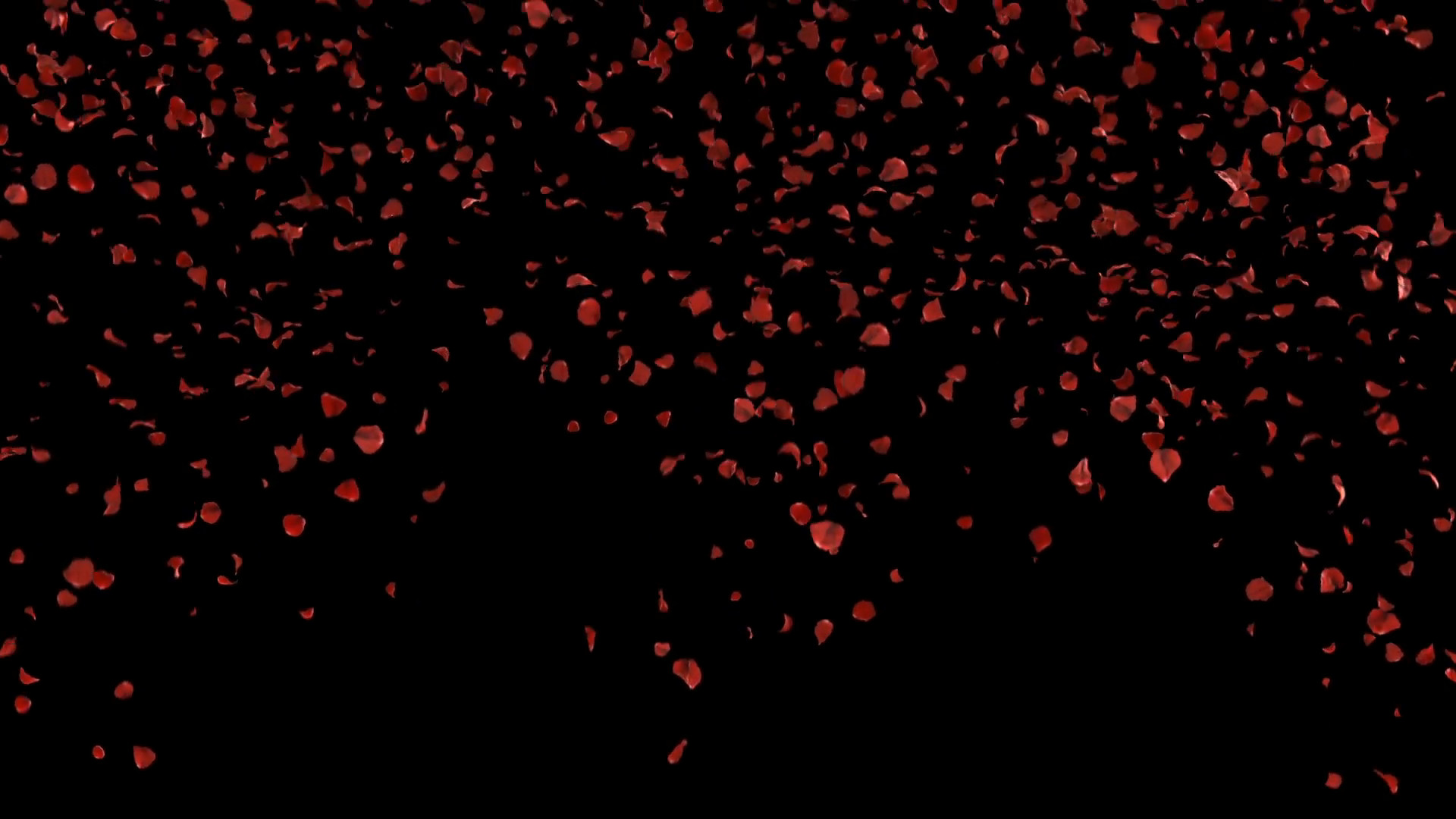 1920x1080 falling petals roses 3d animation on white and black background with alpha  channel Motion Background - Storyblocks Video