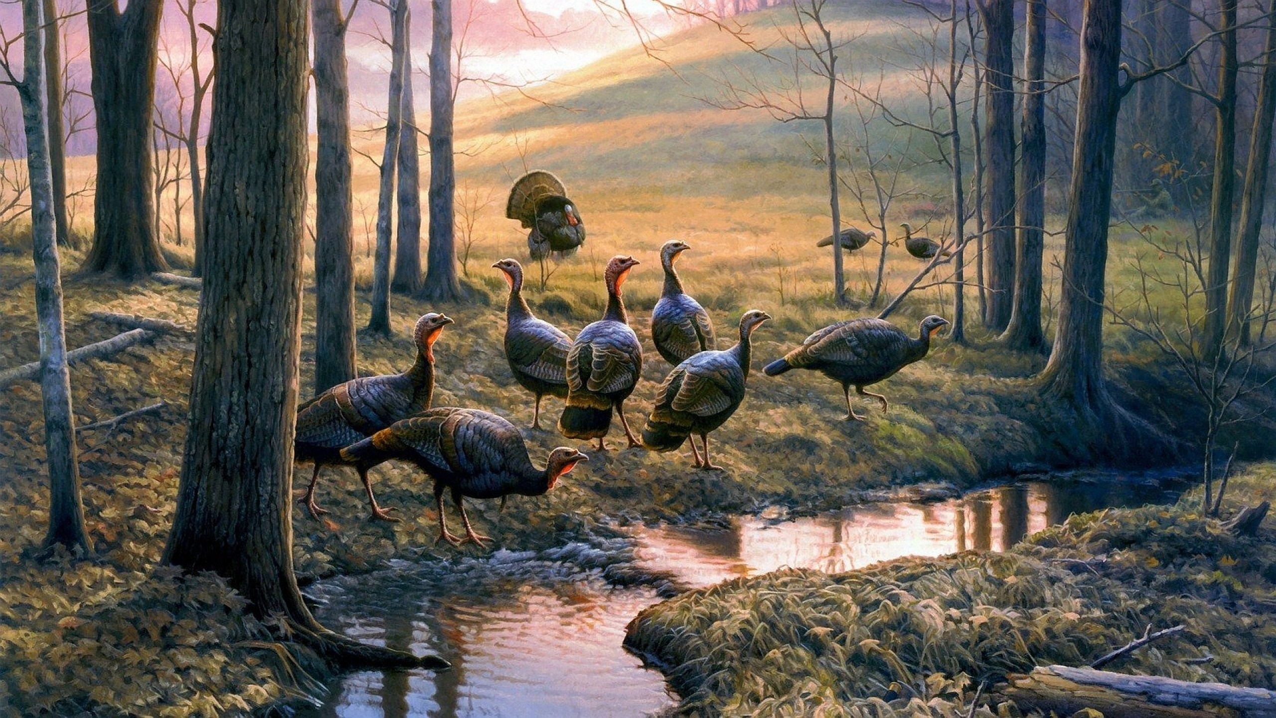 2560x1440 TURKEY bird wildlife thanksgiving nature wallpaper |  | 766998 |  WallpaperUP