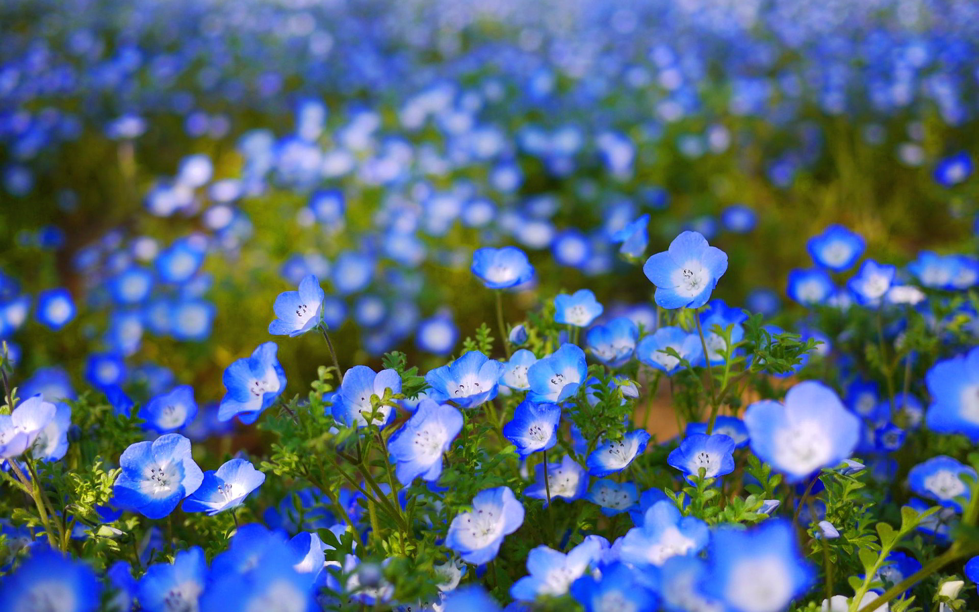 1920x1200 Blue Flower Wallpaper 1080p ...