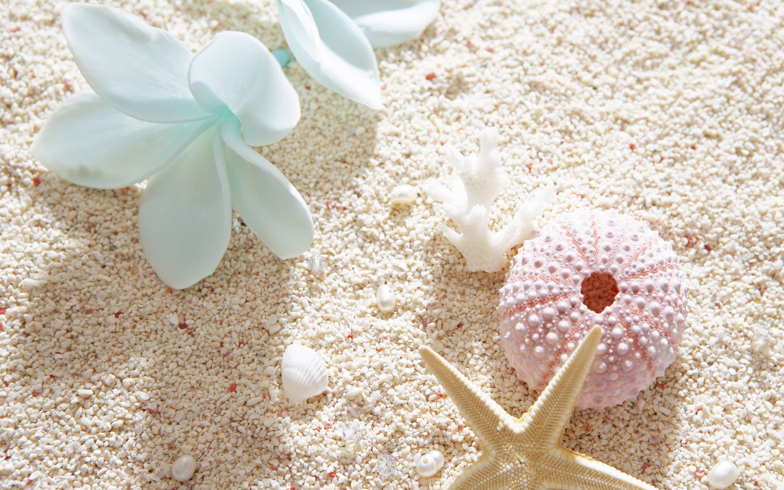 2560x1600 seashells images | Download Seashells and a sea star on a beach wallpaper |  Wallpaper .
