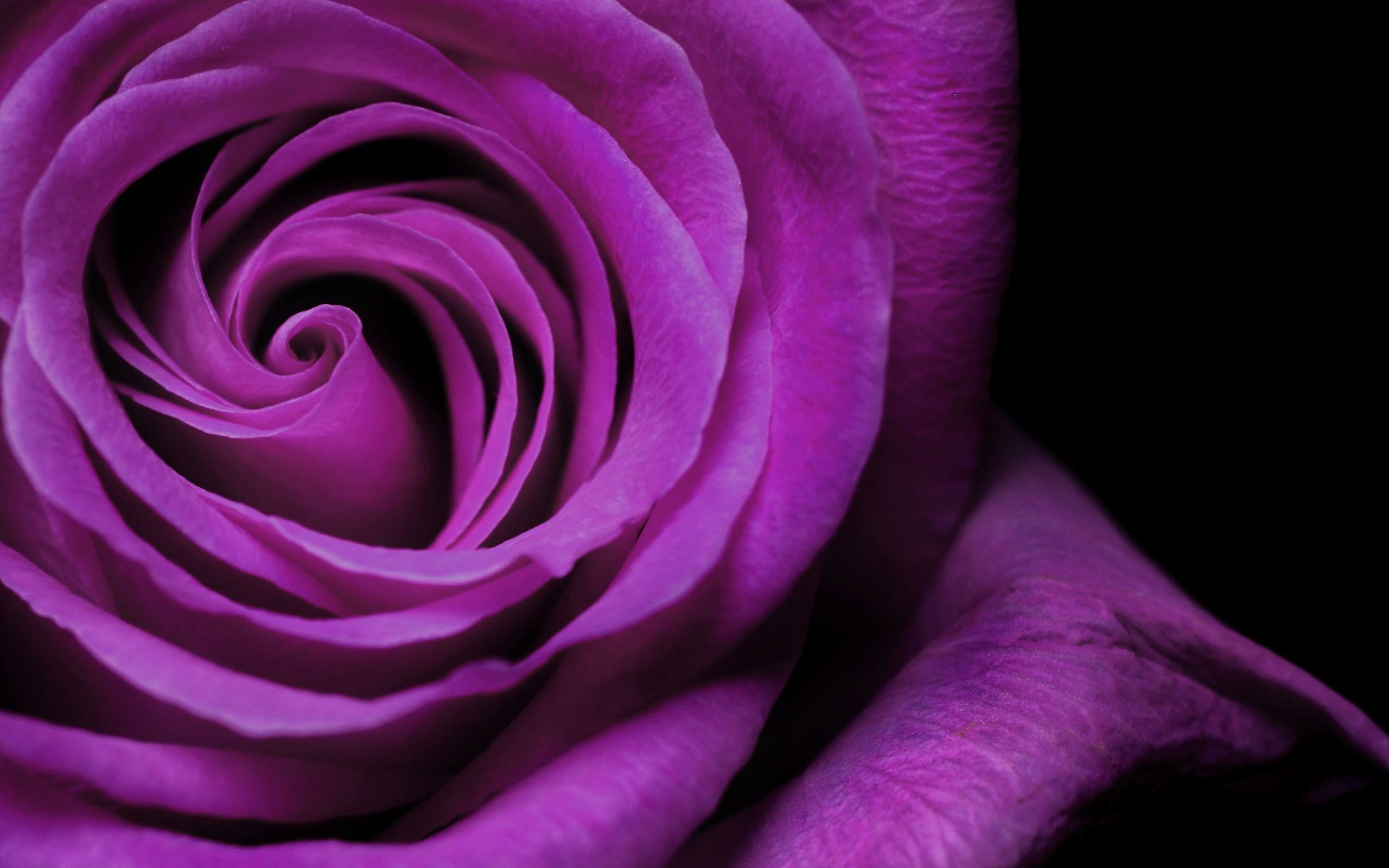 2560x1600 Purple Rose Cool Wallpapers Image, Wallpapers, HD Wallpapers .