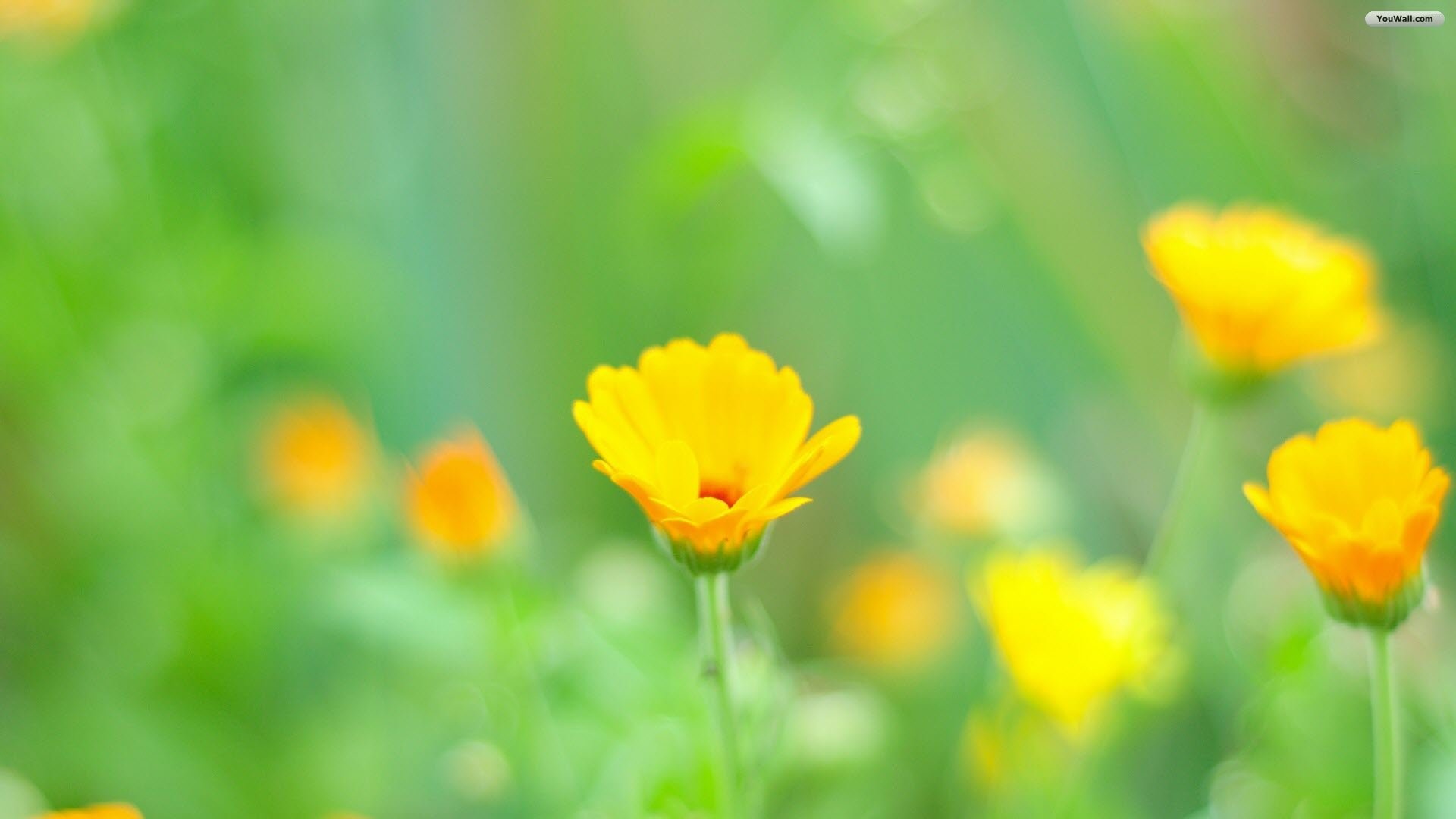 1920x1080 6. yellow-flower-pictures6-600x338
