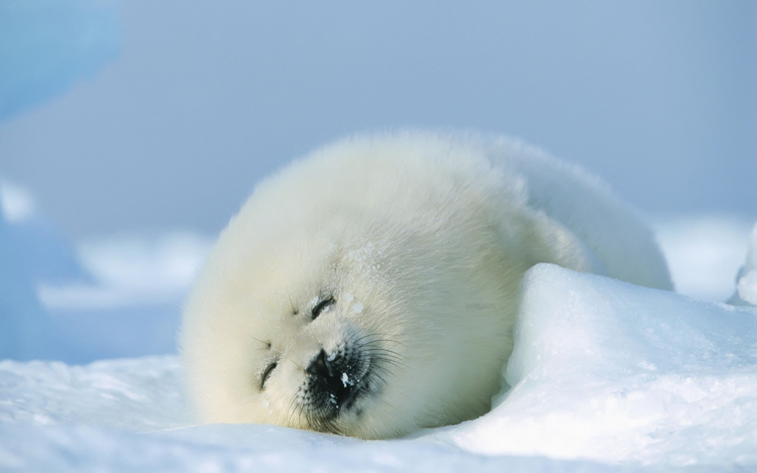 2560x1600 Seal cub Wallpaper Baby Animals Animals