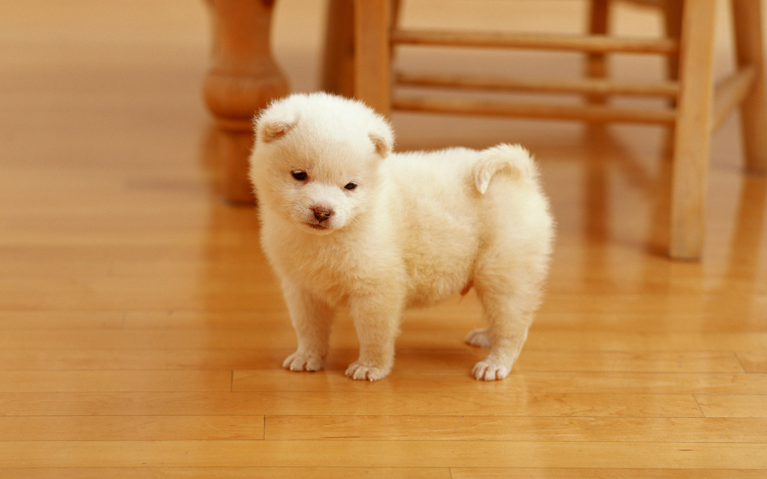 2560x1600 Cutest Puppy