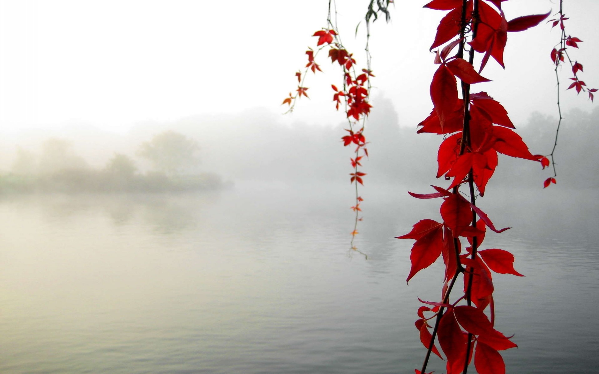 1920x1200 ... maple, mist, branch, islands, lakes, morning, fresh air,nature, smart  phone wallpapers, colored haze, plant, leaves, fall, trees, seasons,  Wallpaper HD