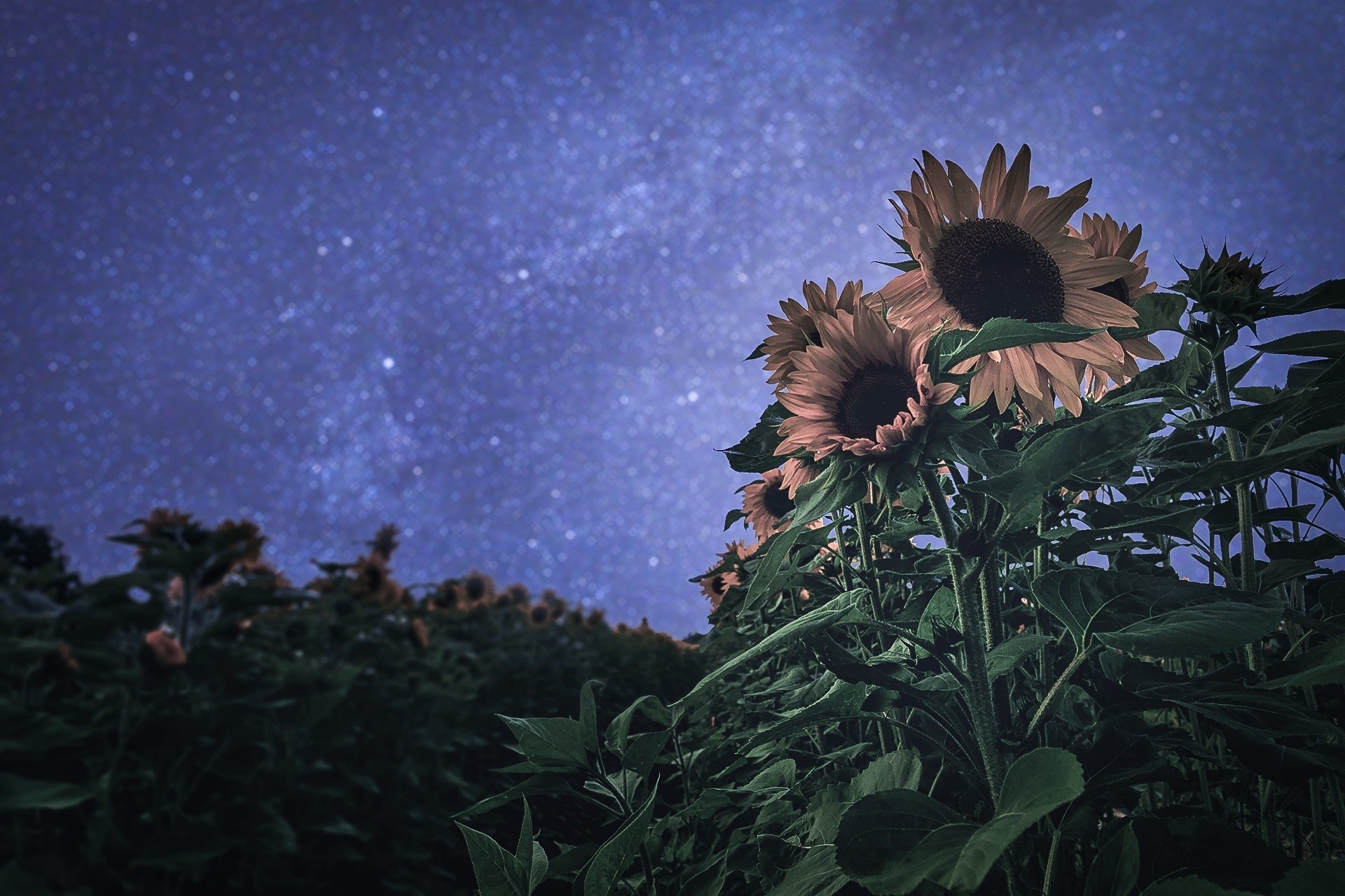 1920x1280 summer, night, sunflower