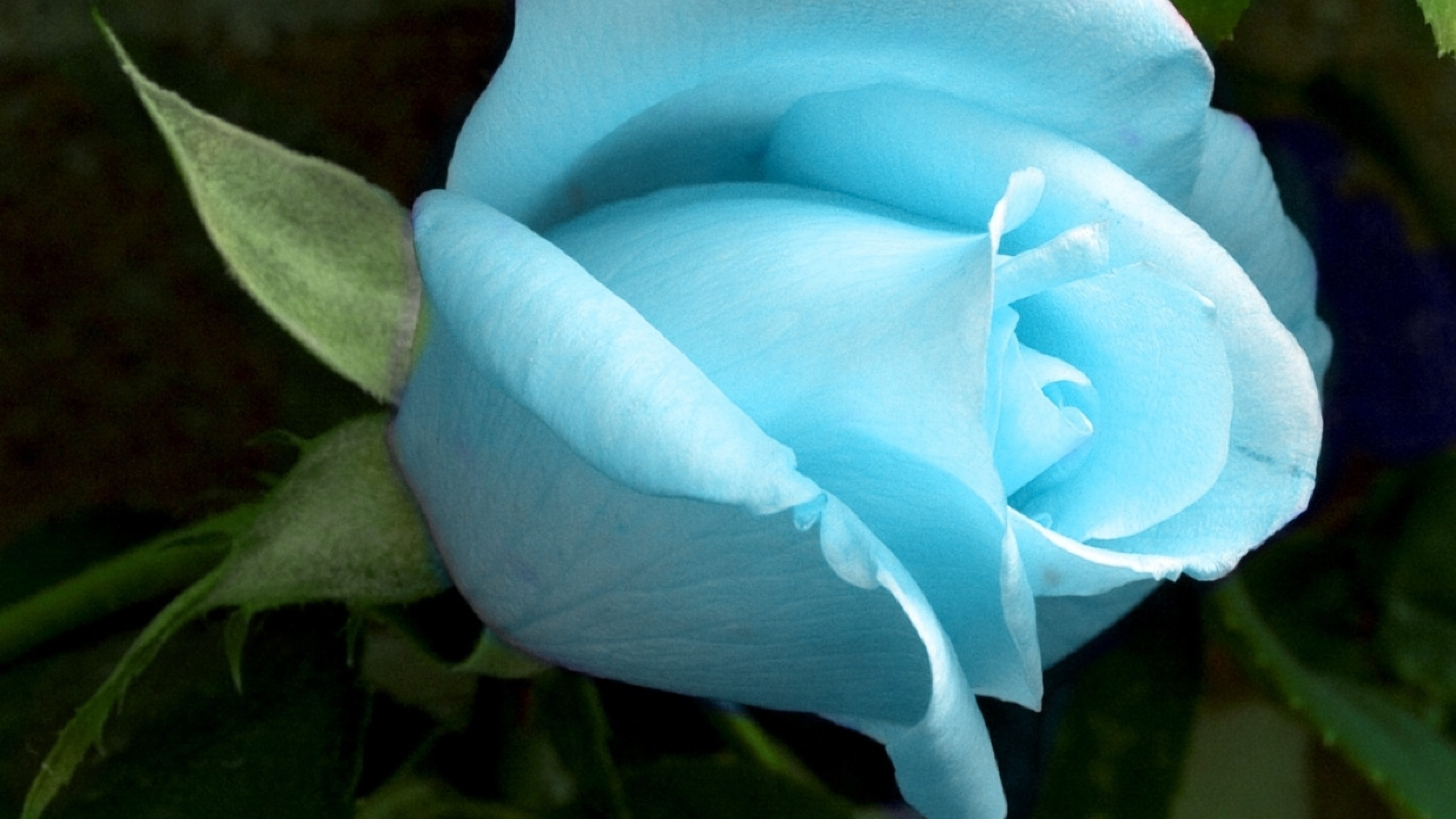 3840x2160  Wallpaper rose, flower, bud, blue, green