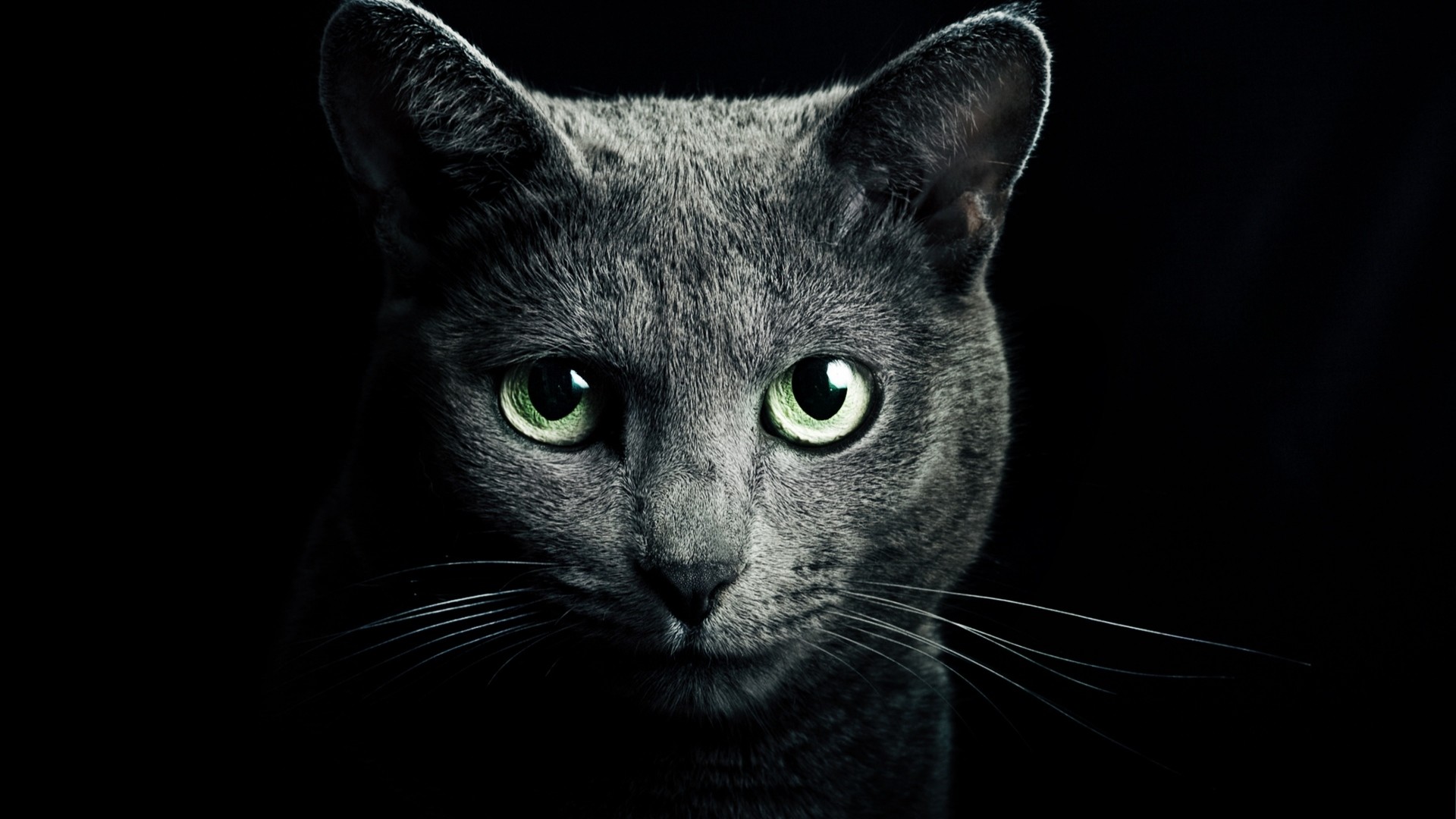 1920x1080  Wallpaper cat, black, breed, russian, blue eyes, green eyes,