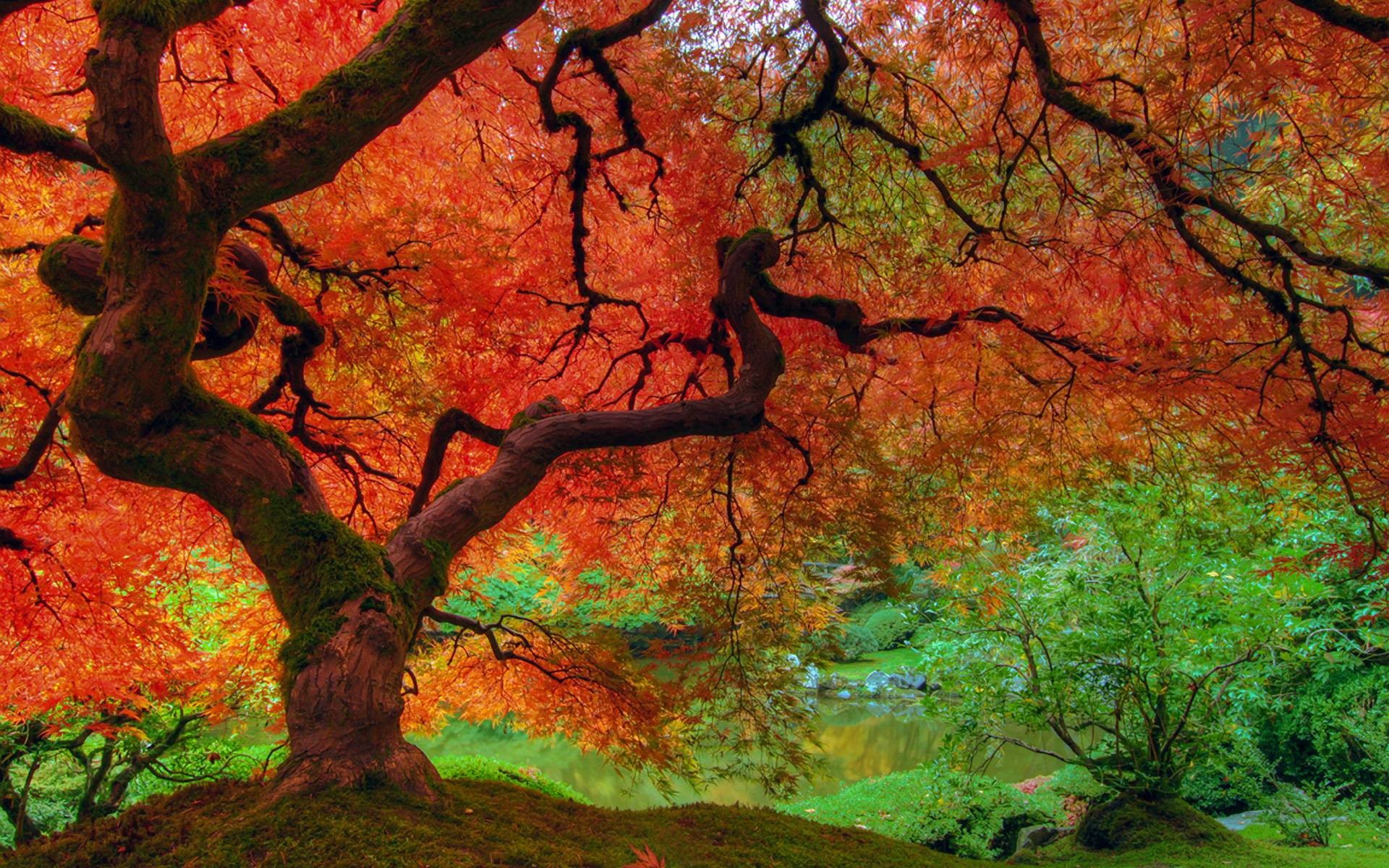 1920x1200 Fall Color Backgrounds | ECRG