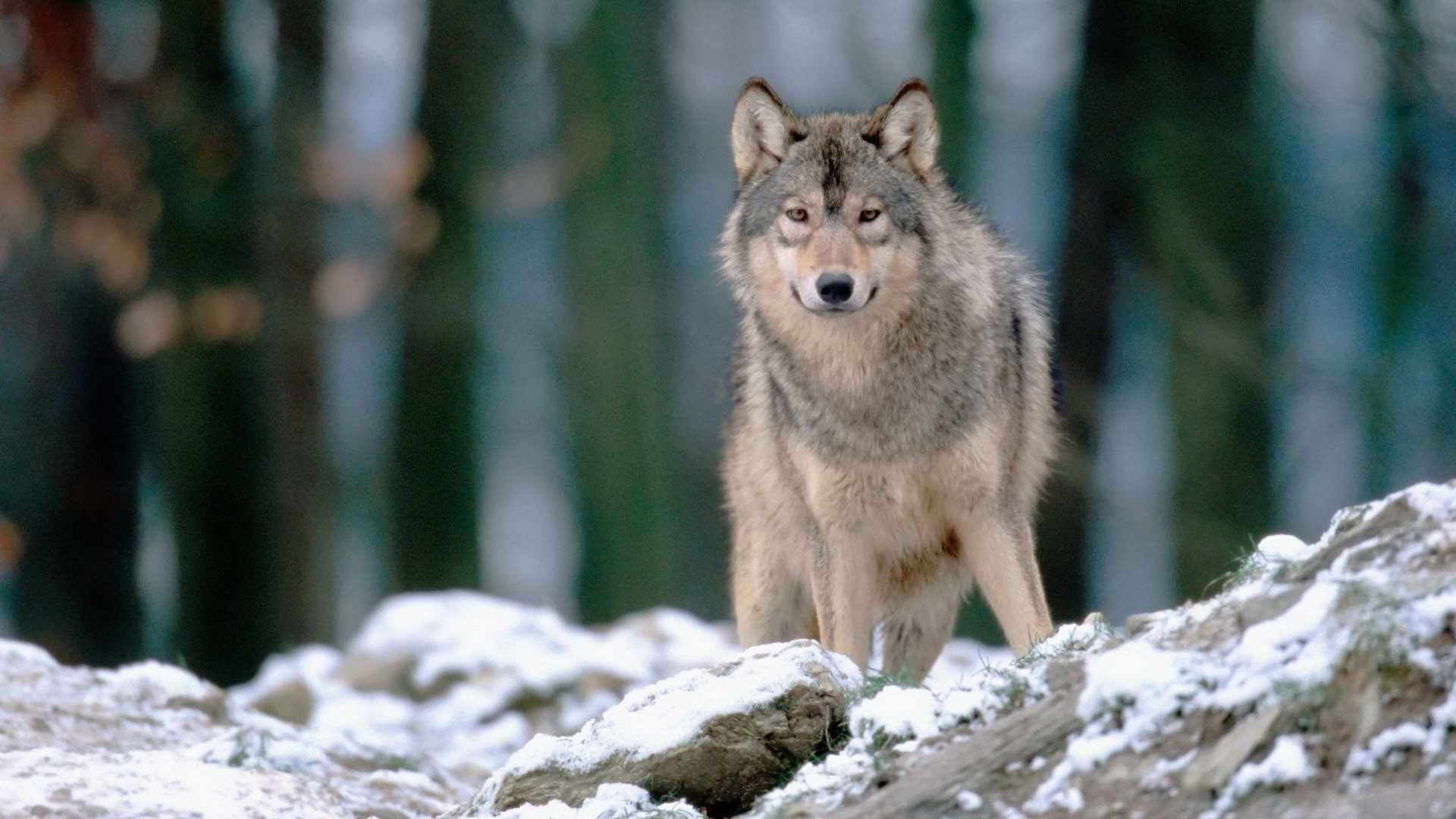 1920x1080  Woods Wolves Wallpaper  Woods, Wolves