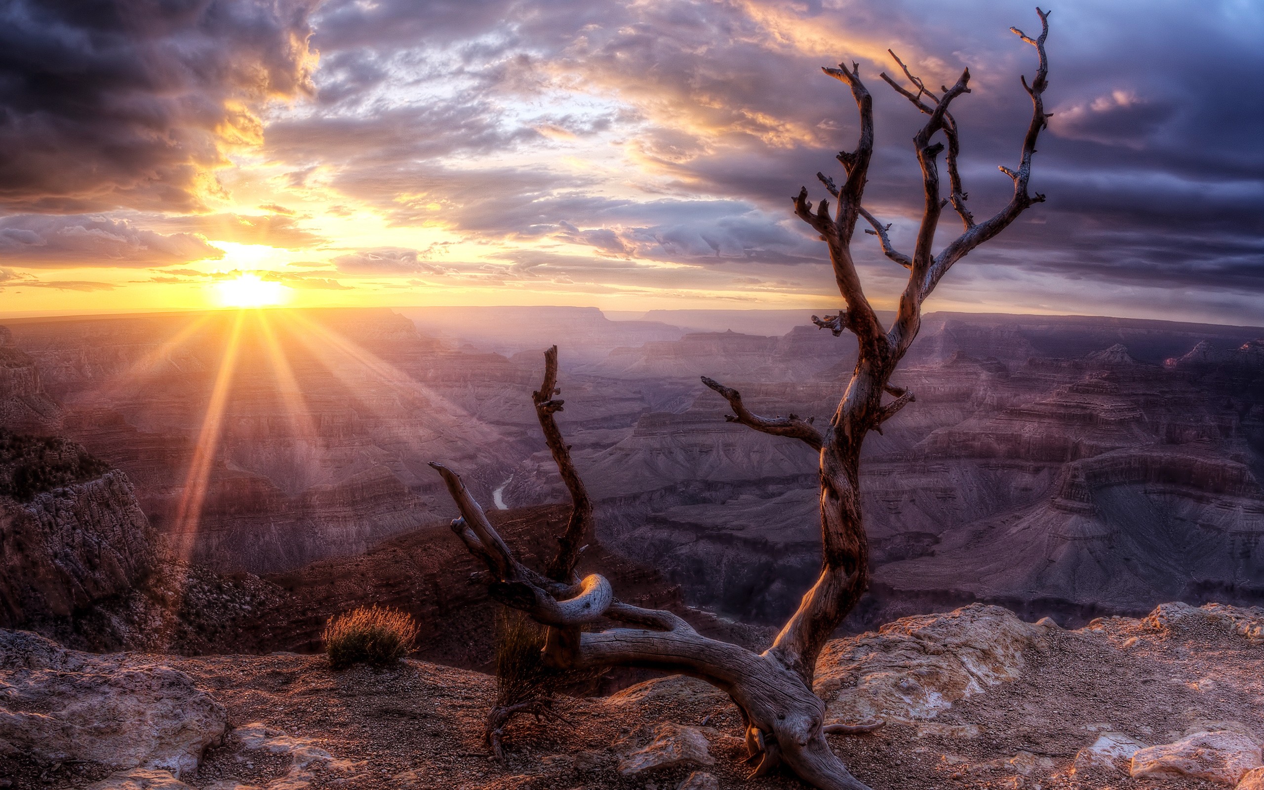 2560x1600 Wallpaper Arizona, Sunset, wood, rock, sun, Grand Canyon, valley Â» City,  nature, landscape photos
