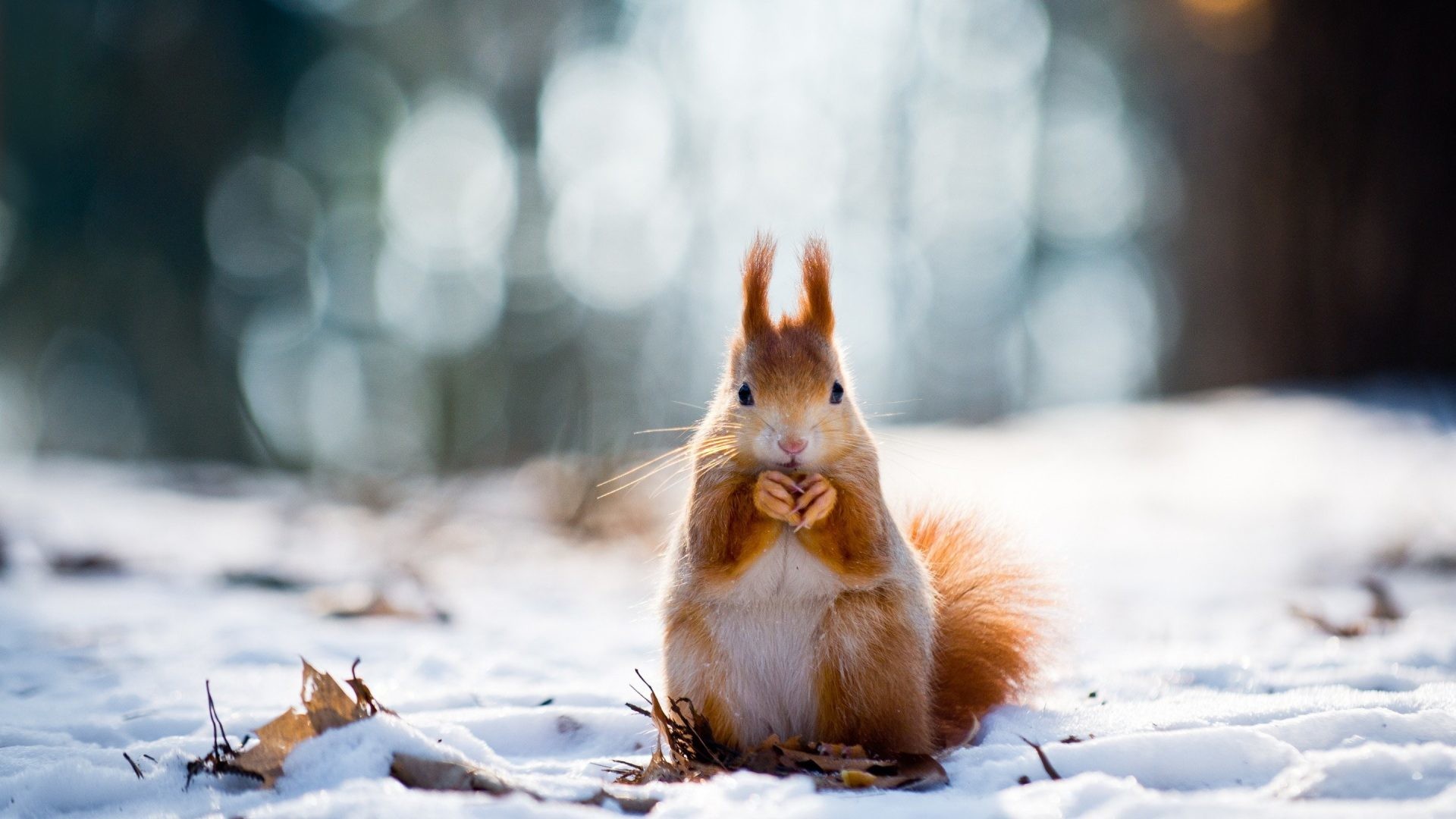 1920x1080 Beautiful Nature Winter Animals. "Tag your it!" The most adorable .