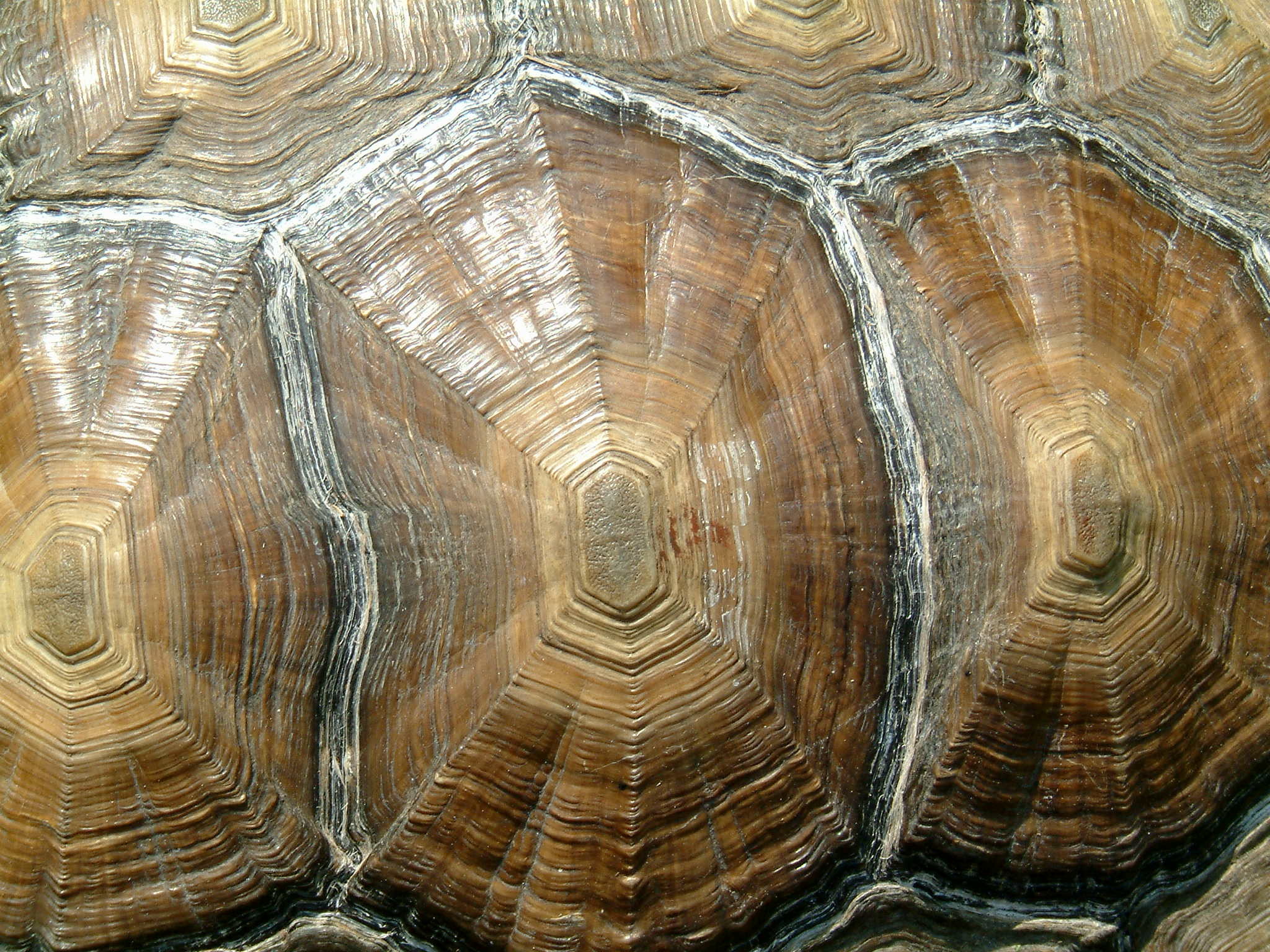 2048x1536 Tortoise Shell Tortoise Shell