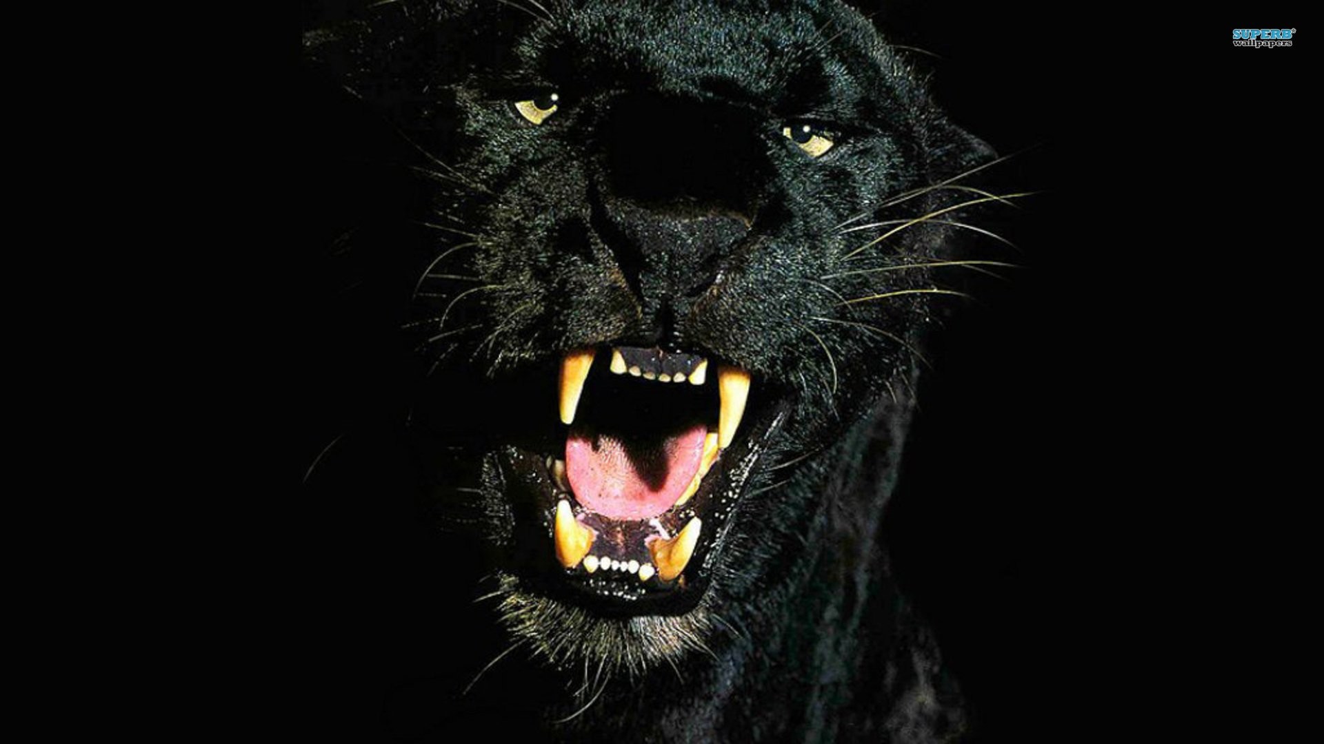 1920x1080 HD Wallpaper | Background ID:143010.  Animal Black Panther